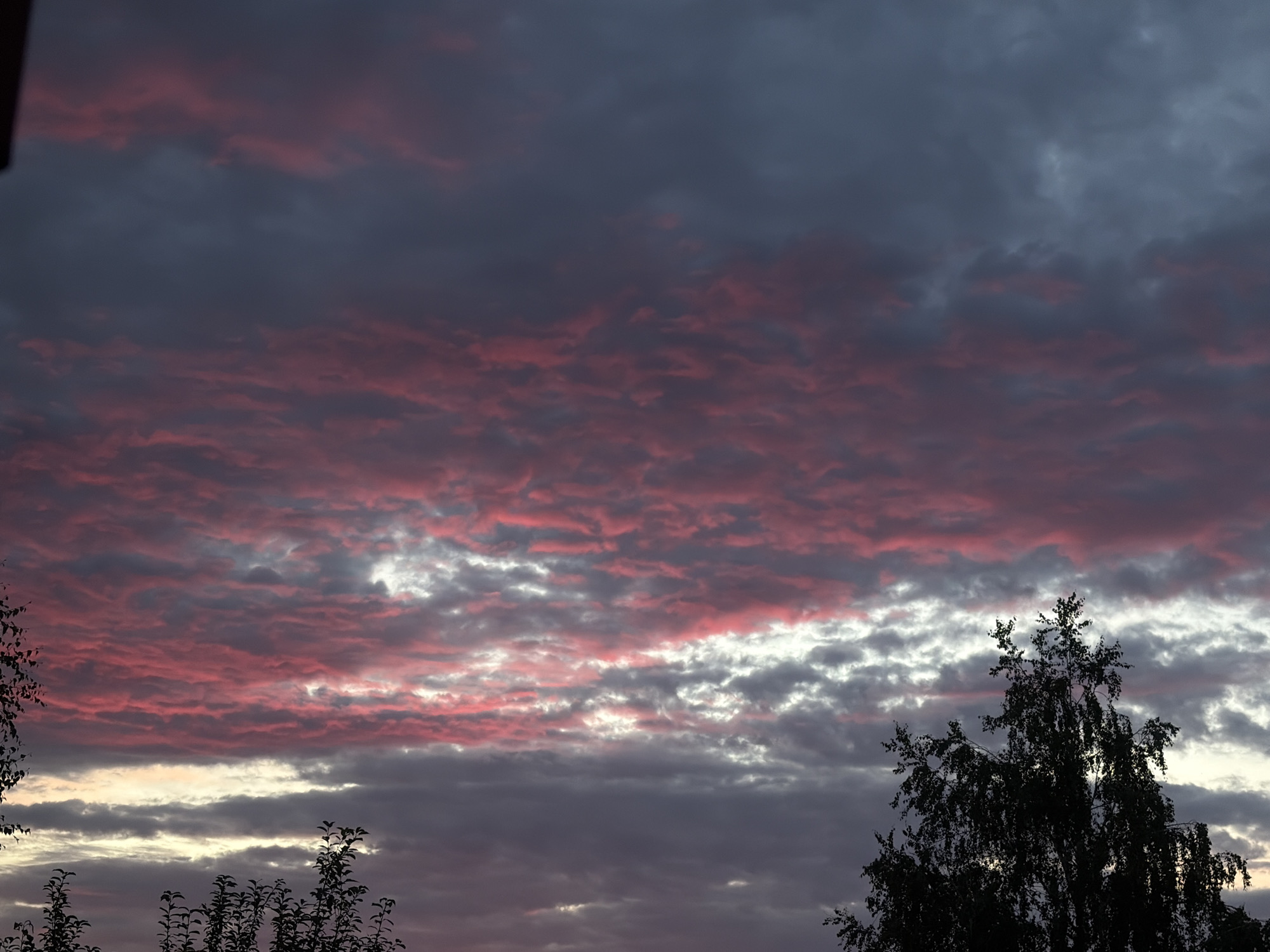 The image depicts a dusky sky over the city of Leninsk-Kuznetsky, Russia, likely at sunset or sunrise, given the vibrant pink and purple hues in the clouds. The sky is a dramatic blend of dark grays and blues, with streaks of bright pink clouds catching the light. A silhouette of a large tree with intricate branches is visible on the right side of the frame, partially obscuring the sky. In the lower portion of the image, faint silhouettes of other trees and foliage are also visible. The overall scene is natural and serene, capturing the atmospheric beauty of the sky. There are no people or specific human activities depicted in the image.