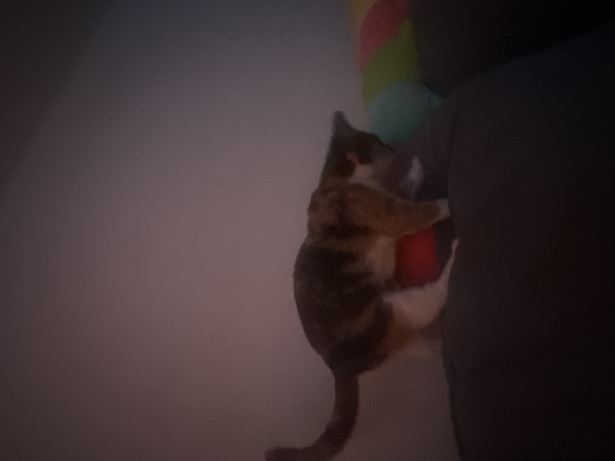 In an indoor environment, a calico cat stands on a dark-colored surface, possibly a couch. The cat's body is a mix of orange, black, and white fur. Its tail is raised and curved upwards. To the right of the cat, a colorful, cylindrical object is visible, with bands of green, yellow, and pink. The background wall appears to be a muted shade of purple or gray. The lighting is dim, suggesting it may be nighttime or the room is not brightly lit. No people are present in the image.