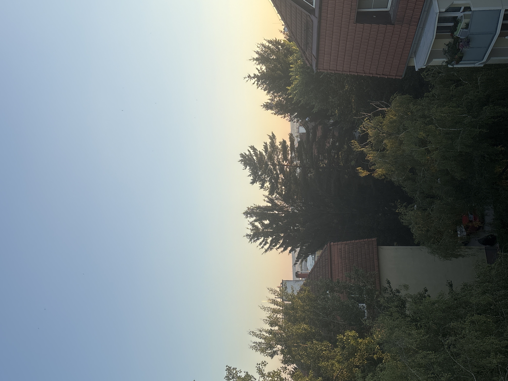 The image is a medium-shot, eye-level, outdoor, daytime photograph taken from an elevated viewpoint looking over a residential area. The sky is clear and a pale blue, transitioning to a light yellow-orange near the horizon, indicating either sunrise or sunset.
In the foreground, on the left side of the frame, is the upper portion of a building with a red tiled roof. A large deciduous tree with green foliage partially obscures the building. To the right of this building, a cluster of tall evergreen trees dominates the middle ground, their dark green needles silhouetted against the sky.
On the far right of the image, another building with a similar red tiled roof is visible. This building has a balcony with a glass railing, adorned with potted plants. Part of a window with dark shutters is visible on this building's facade.
In the background, beyond the trees and buildings, there appears to be a distant cityscape with various structures. A few small, dark specks in the sky may be birds or insects. The overall impression is a quiet, early morning or late evening view of a suburban or city environment.