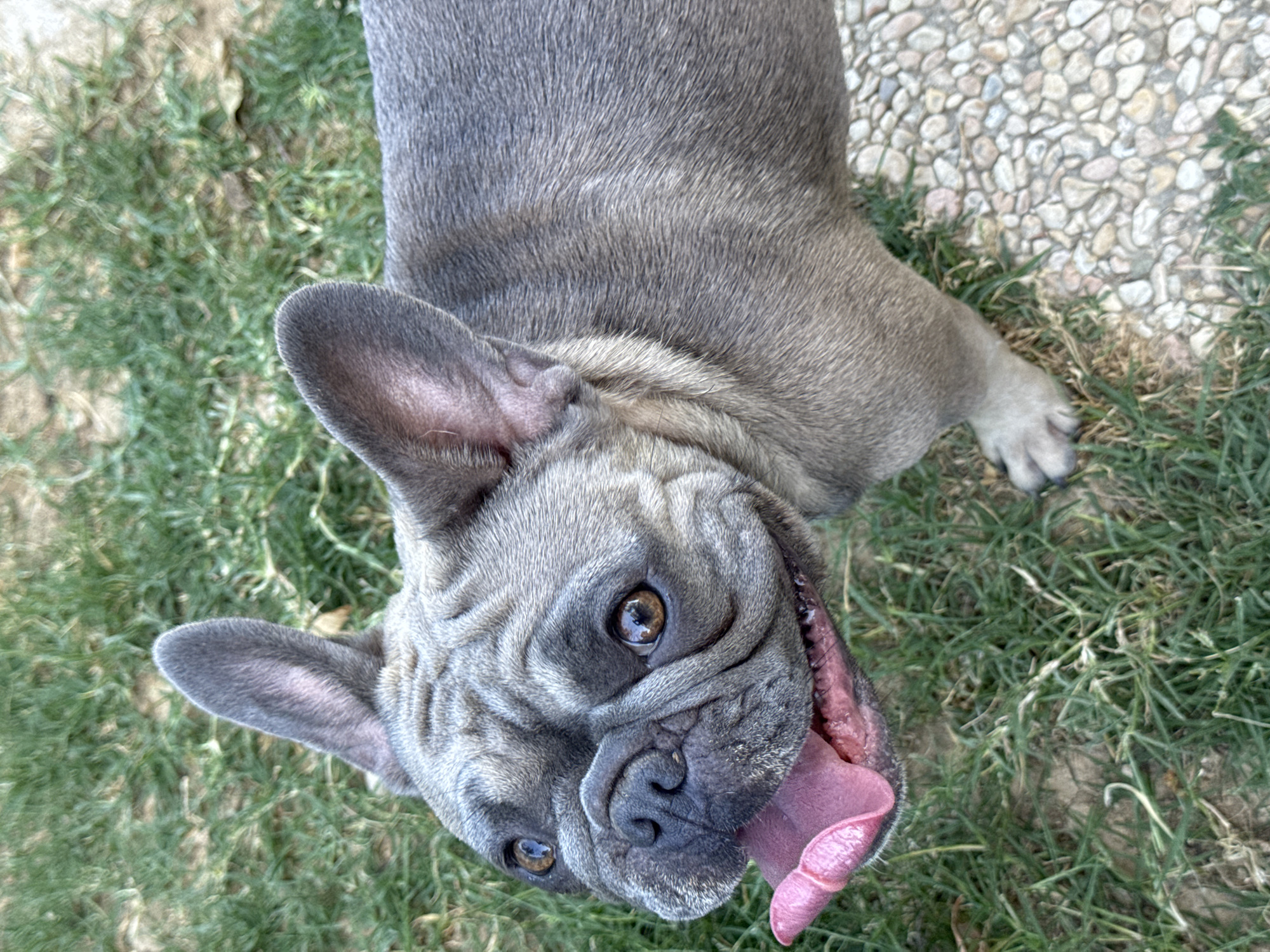 This media file is a close-up, overhead shot of a gray French bulldog lying on a patch of grass next to a pebble pathway. The dog's head is tilted upwards, and its pink tongue is lolling out of its mouth. Its eyes are dark brown and appear alert. The dog's skin is wrinkled, characteristic of the breed. The grass is green but appears somewhat dry and sparse in places, with some brown patches. The pathway is made of small, rounded pebbles in various shades of beige and gray. The lighting suggests it is daytime, likely sunny, given the bright illumination and shadows. The overall scene is outdoors, possibly a garden or yard, in a location that appears to be San Benedetto del Tronto, Italy. There are no visible text elements in the image. The dog's expression could be interpreted as happy or panting, suggesting a warm day or recent activity.