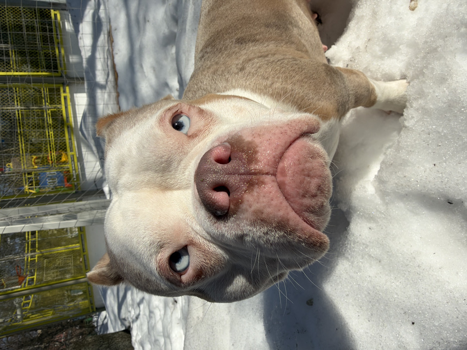 An American Bully dog with a white head, chest, and a light tan/fawn body featuring subtle dappled markings stands on snow-covered ground. The dog possesses distinct blue eyes, a pink nose, and uncropped, folded ears. A thin white collar is visible around its neck. The animal faces the camera directly, its expression neutral. Bright sunlight illuminates the scene, casting shadows on the snow. In the background, a tall yellow metal fence or enclosure is visible, behind which colorful playground equipment (blue and yellow structures) can be discerned. A tree trunk is partially visible on the far left. The scene depicts an outdoor recreational area, likely a park or courtyard playground, in Moscow, Russia, during a period of snow cover.