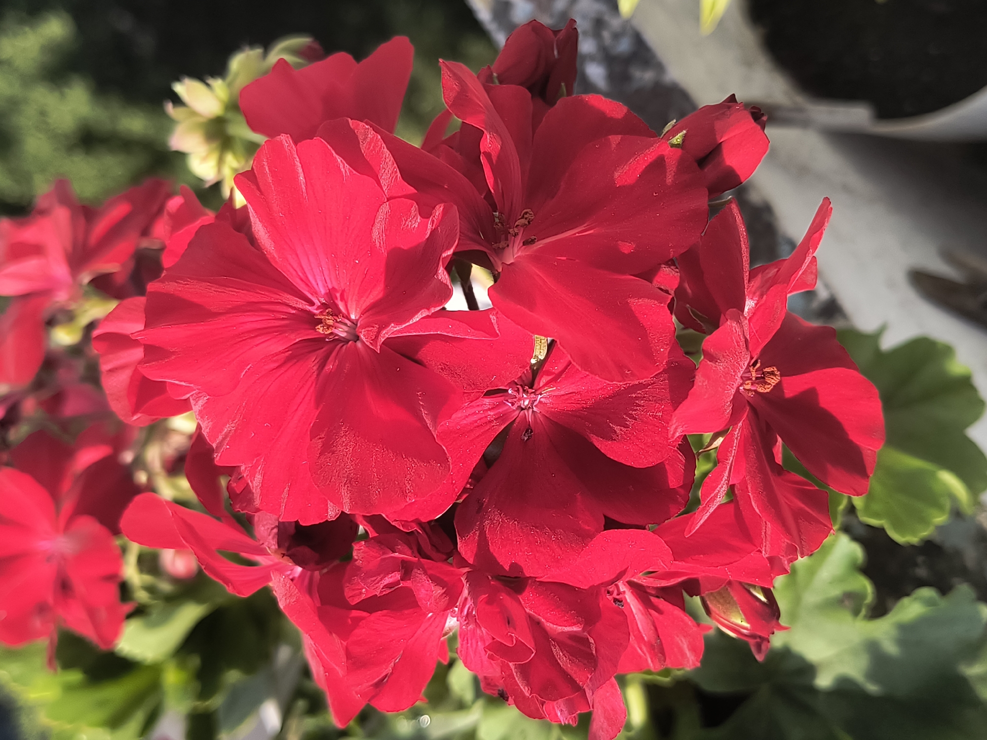 The image shows a close-up view of a cluster of vibrant red geranium flowers. The flowers are in various stages of bloom, with some fully open and others still developing. The petals are delicate and slightly ruffled, and the center of each flower reveals delicate stamens. The background is softly blurred, featuring lush green foliage and hints of a sunlit environment, suggesting an outdoor setting. There are no people or animals visible in the image. The context of Rivne, Ukraine, is not visually discernible from the photograph itself, as it depicts a natural subject.