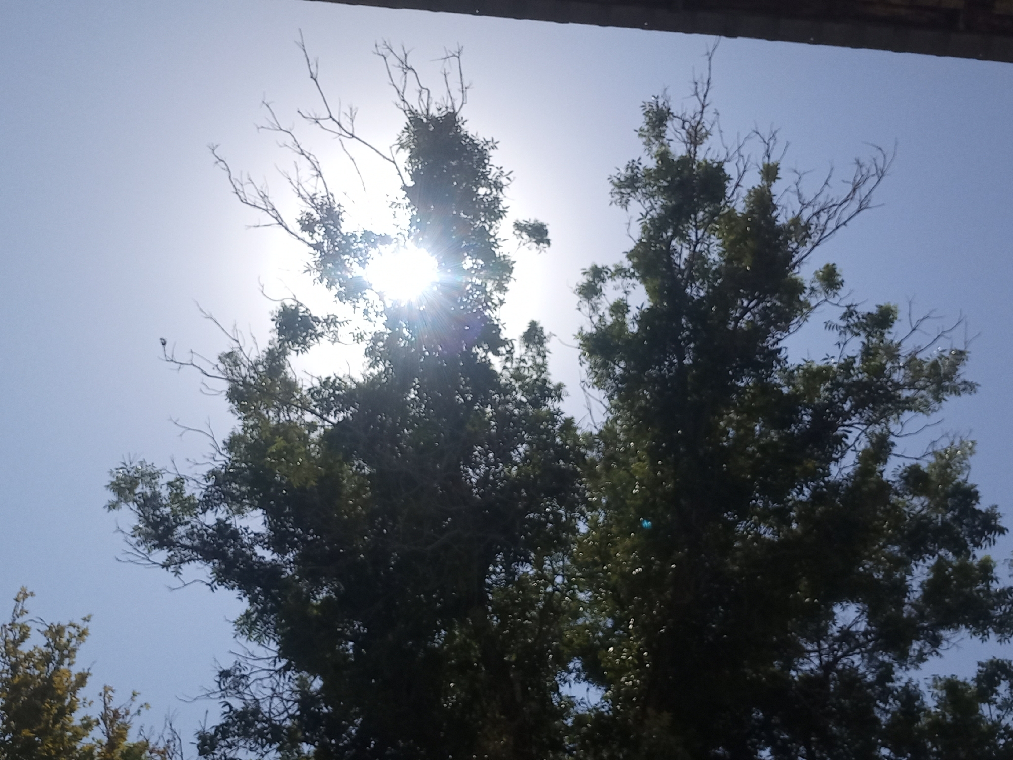 A low-angle, full shot captures a bright, sunlit sky above lush green trees in Ashgabat, Turkmenistan. The sun, a brilliant white orb, beams down through the branches of a large tree, creating a lens flare effect with prominent rays. The sky is a clear, pale blue, fading to a lighter hue near the sun. The leaves of the tree are a deep green, with some lighter green foliage visible in the upper left corner. Bare, thin branches extend from the tree, reaching towards the sky. A dark, textured object, possibly a building facade, runs along the right edge of the frame, adding a contrasting element to the natural scene. The image appears to be taken outdoors on a clear day.