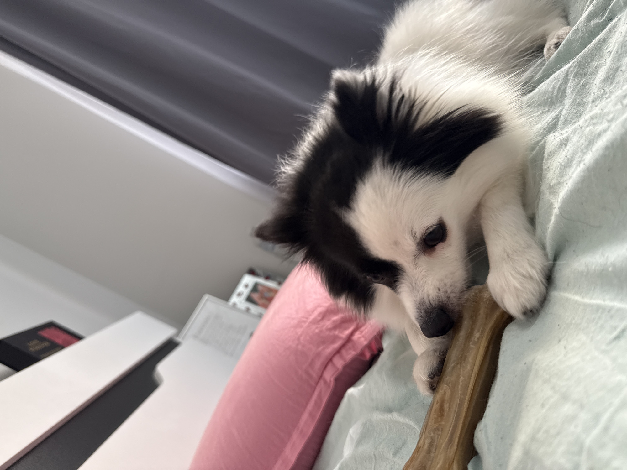 A small, black and white domestic dog is depicted in an indoor setting, lying on a light blue wrinkled sheet, which appears to be bed linen. The dog has predominantly white fur with significant black markings on its head, ears, and back. Its muzzle is white with a black nose. It is looking downward and slightly to its left, with its front paws resting on an elongated, light brown chew toy or bone.
In the background, behind the dog, a bright pink pillow with a smooth, possibly satin, texture is visible on the bed. Further back, on the left side, a white furniture piece with a black horizontal element is present, upon which a dark object with a red label or design is placed. To the right of the pink pillow, a white-framed item, possibly a picture frame containing a blurred image of figures, is partially visible. On the far right, a dark grey or charcoal-colored fabric curtain with vertical folds hangs, suggesting a window or doorway. The scene is illuminated, indicating an indoor environment likely to be a bedroom.