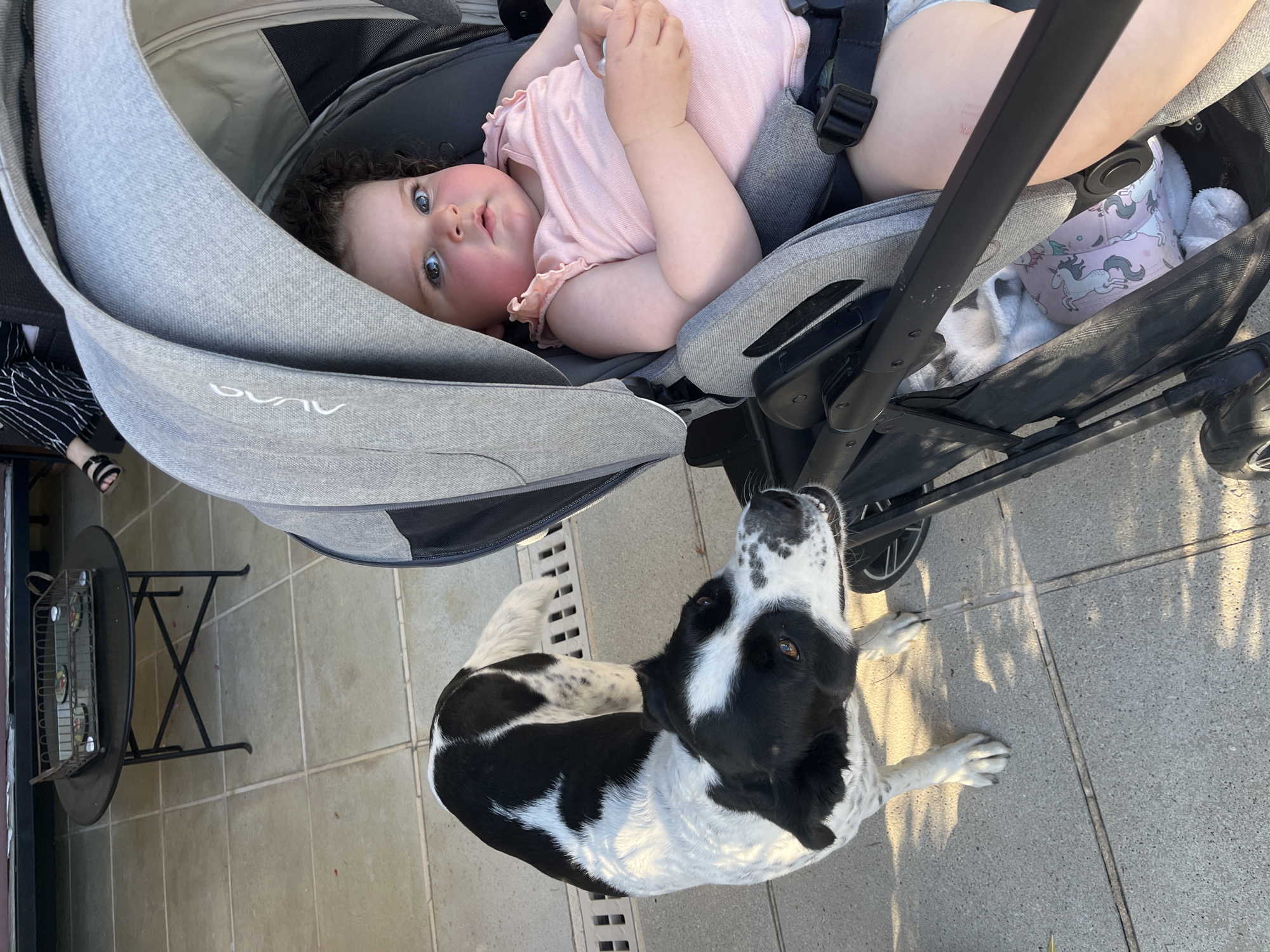 A black and white dog is looking at a baby in a stroller on a tiled patio. The dog is standing on the left side of the image, with its head tilted and mouth open. The baby is sitting in a gray stroller on the right side of the image, with its eyes wide open. The stroller has a canopy that is partially covering the baby. In the background, there is a black table with a tray on it and a person's legs with sandals. The ground is made of light-colored tiles. The scene appears to be outdoors. The location is Saint-Galmier, France.