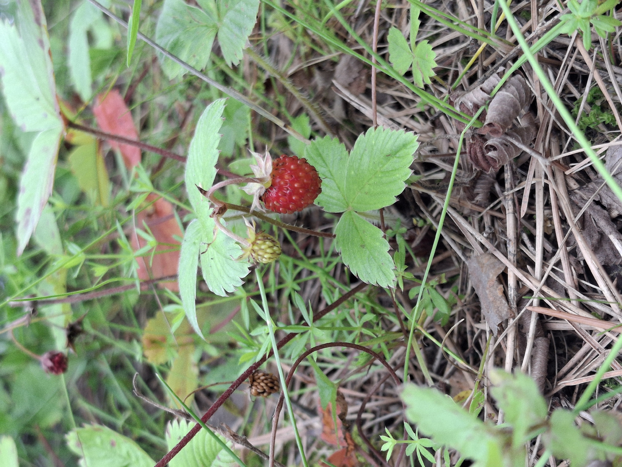 The image depicts a close-up, low-angle view of wild strawberries growing in a natural, outdoor environment. The primary subjects are two wild strawberry plants, one bearing a ripe, red strawberry and the other a cluster of unripe, green berries. The plants are surrounded by lush green foliage, dry grass, and fallen leaves, suggesting a forest floor or woodland setting. The lighting appears natural, with soft shadows indicating an overcast day or diffused sunlight. The background is blurred, focusing attention on the detail of the strawberries and their leaves. The overall impression is one of natural growth and the early stages of fruit development. The image was taken in the vicinity of Malyi Bukor, Russia.