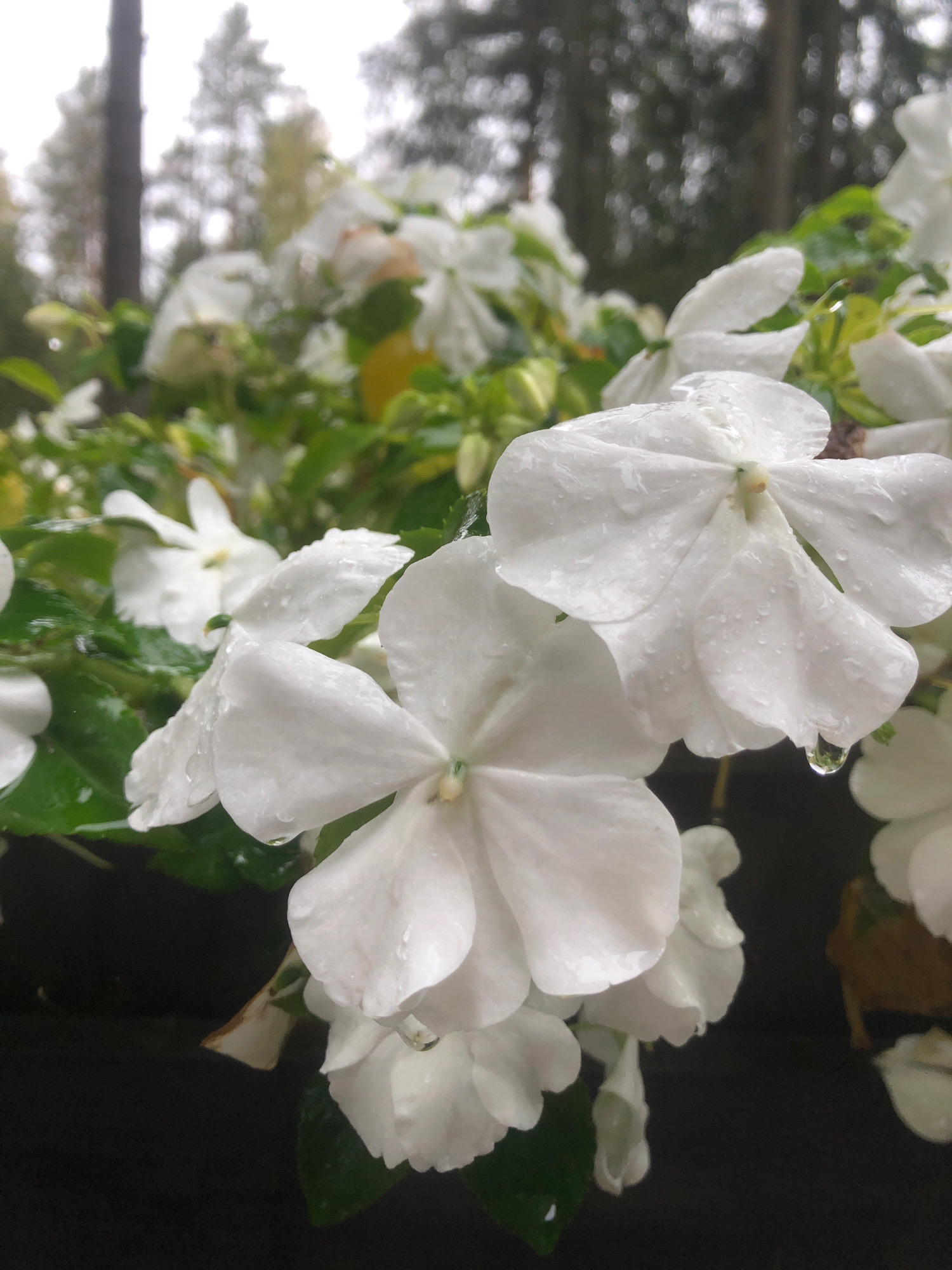 The image shows a close-up, shallow depth-of-field shot of several white impatiens flowers with water droplets on their petals. The flowers are in focus in the foreground, with a blurred background of green foliage and trees. The lighting is overcast, suggesting it may be a cloudy day or after rain. No specific location in the city of Unknown, Russia can be determined from the image.