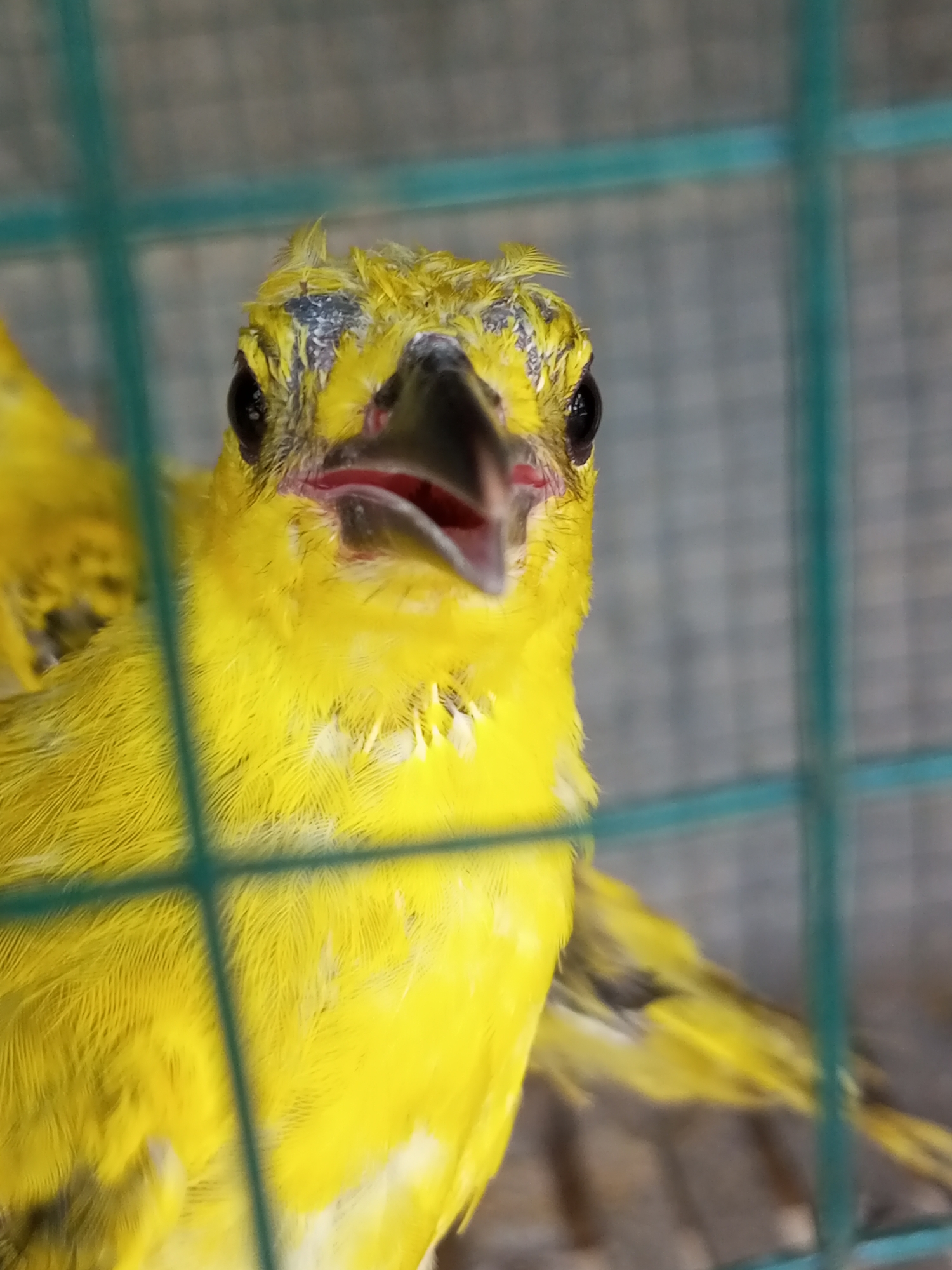 The image shows a yellow bird in a cage in Tanjongnie, Indonesia. The bird is facing the camera with its beak open. The bird has some discoloration on the top of its head. The cage is made of green wire.