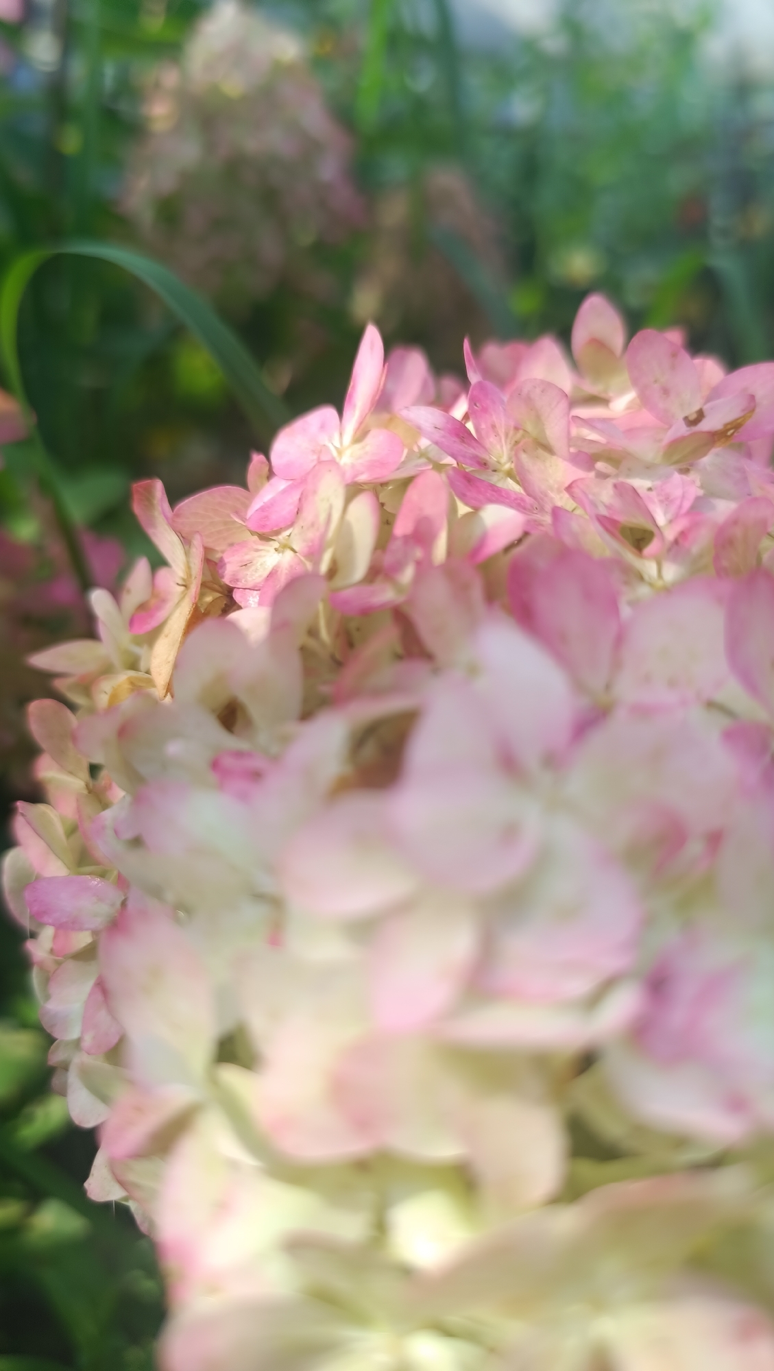A close-up, shallow depth of field photograph captures a cluster of pink and white hydrangeas. The flowers, soft and delicate, fill the foreground, with their petals appearing slightly translucent in the bright light. In the background, out of focus, are more hydrangeas and lush green foliage, suggesting a garden setting. There are no people or animals present in the image, and no specific landmarks or indications of a location within the city of Karsha, Russia. The image focuses solely on the natural beauty of the flowers, illuminated by soft sunlight that creates a gentle bokeh effect.