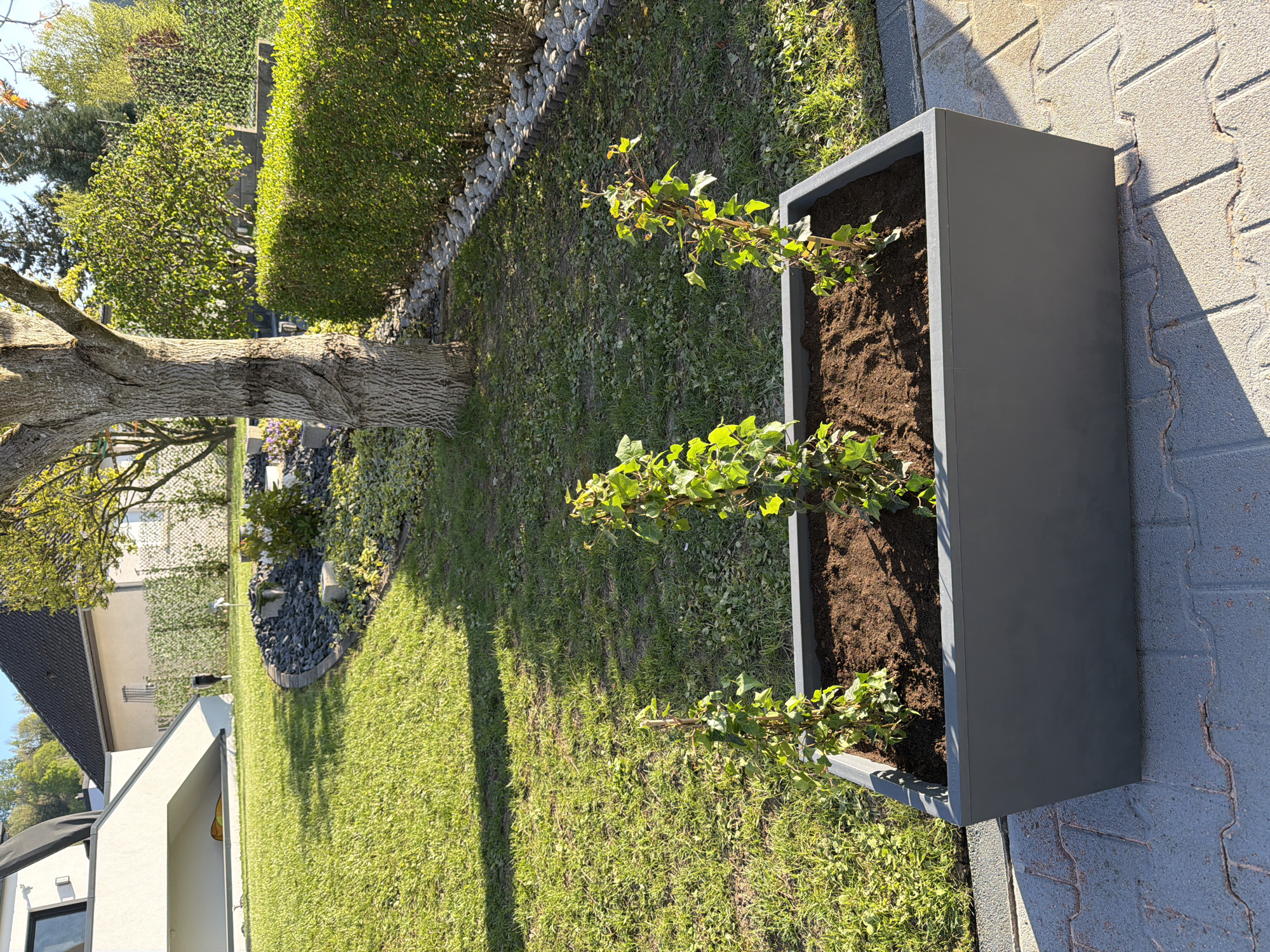 This image captures a serene, well-maintained garden or backyard scene in Pétange, Luxembourg, under bright daylight. The camera is positioned at ground level, looking across a paved area towards a lush green lawn and garden features.
In the foreground, a prominent dark grey, rectangular planter box sits on grey interlocking pavers. The planter is filled with dark brown soil from which several young, vibrant green plants, appearing to be ivy, sprout upwards. Sunlight casts distinct shadows from the planter and its contents onto the pavers.
To the left of the planter, a large tree trunk with deeply textured, greyish-brown bark stands tall, anchoring the left side of the frame. Its branches, mostly out of frame, cast long shadows across the neatly mown green lawn that stretches into the mid-ground. Along the edge of the lawn, a low border made of stacked stones or rocks is visible, separating the grass from dense hedges and other trees in the background.
Further in the background, amidst the greenery, parts of a modern-style house with light-colored walls and a dark roof can be glimpsed through the foliage, suggesting a residential setting. Another landscaped garden bed filled with dark rocks and small plants is also visible behind the large tree. The overall impression is one of a peaceful, organized outdoor space enjoying sunny weather. No specific activity is taking place, and there is no visible text.
