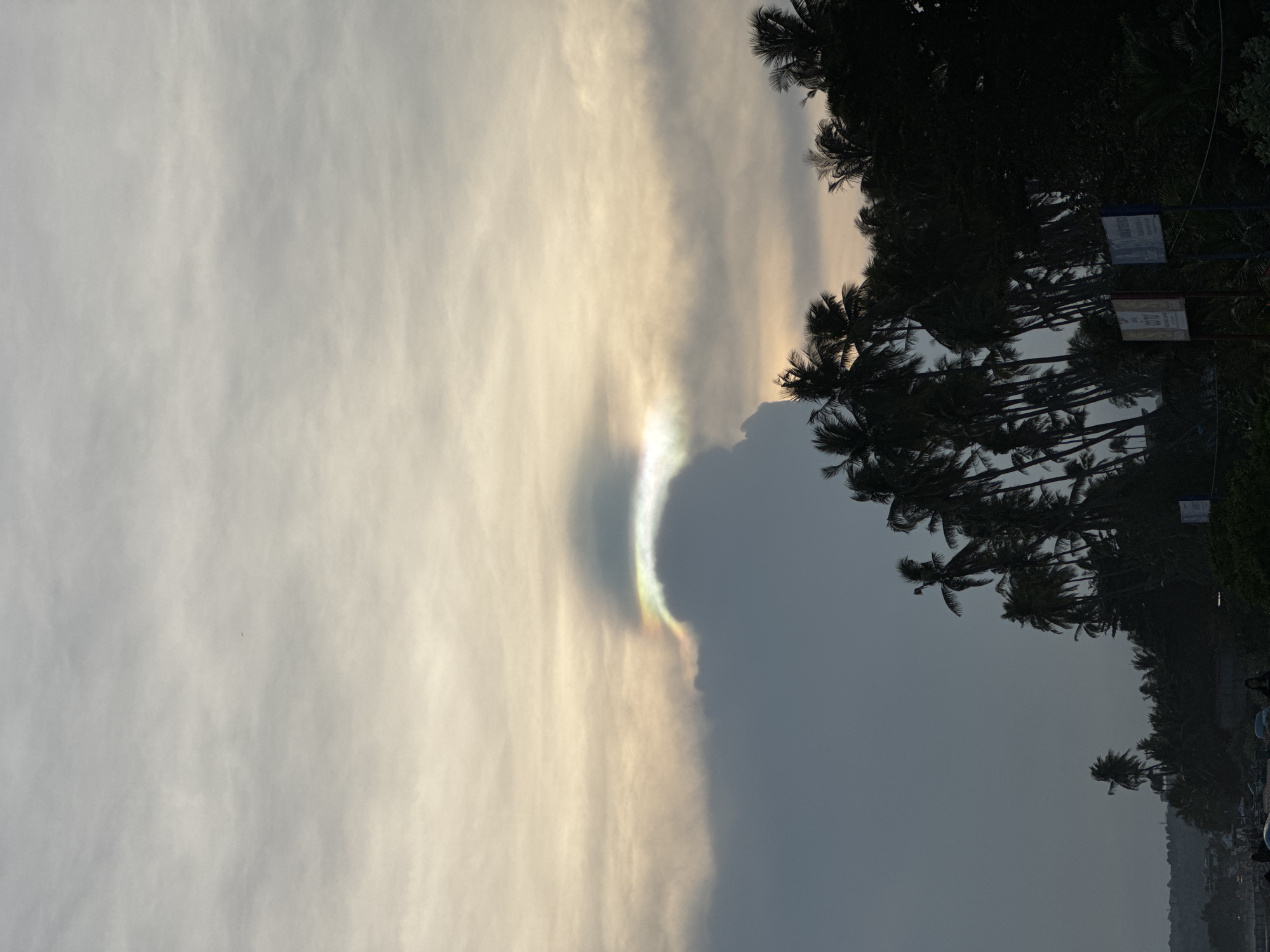 The image captures a sky with scattered clouds, illuminated by soft, diffused light. A prominent feature is an iridescent cloud formation, possibly a sun dog or a circumhorizontal arc, displaying a spectrum of colors. Below the sky, a line of silhouetted palm trees stretches across the frame, their fronds dark against the muted sky. In the foreground, a dark landscape suggests a coastal area, with hints of distant structures and possibly a beach. The overall atmosphere is serene and natural, characteristic of a tropical environment.