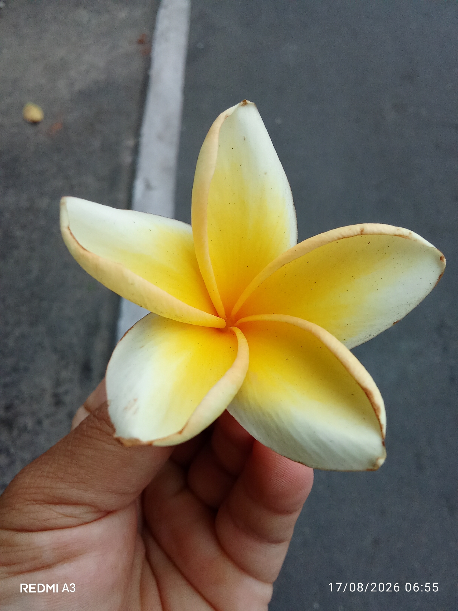 In Cemani, Indonesia, a close-up shot focuses on a hand holding a pale yellow and white Plumeria flower against a blurred background of asphalt and a white curb. The flower has five petals, with the center being a vibrant yellow that fades to white at the edges, outlined with a thin, light brown border. A small, out-of-focus yellow object is visible in the upper left quadrant of the image. The timestamp "17/08/2026 06:55" and the text "REDMI A3" are present in the lower right and left corners, respectively.