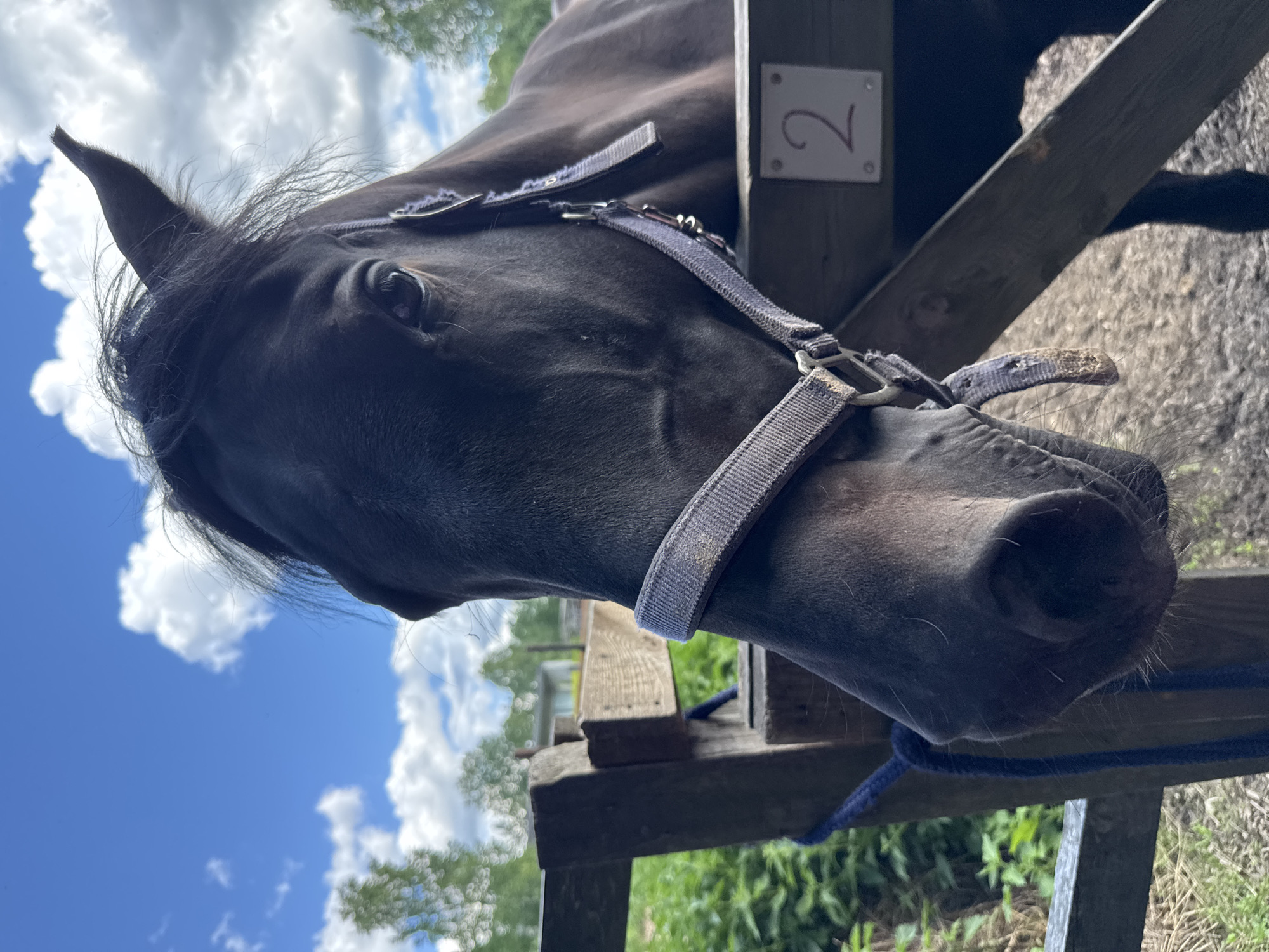 A close-up, eye-level shot captures the head of a dark-colored horse in a fenced outdoor area. The horse is wearing a dark halter with a light-colored strap. The horse's face is turned slightly to the left, and its eye is visible. A wooden fence is positioned to the left and right of the horse, with a blue rope tied to the left side of the fence. In the background, green foliage and trees are visible under a bright blue sky with scattered white clouds. A white sign with the number "2" in red is attached to the wooden fence on the right. The ground appears to be dirt. The scene is consistent with a stable or pasture area, possibly within a rural or semi-rural location like Лемболово-парк Днп, Russia.