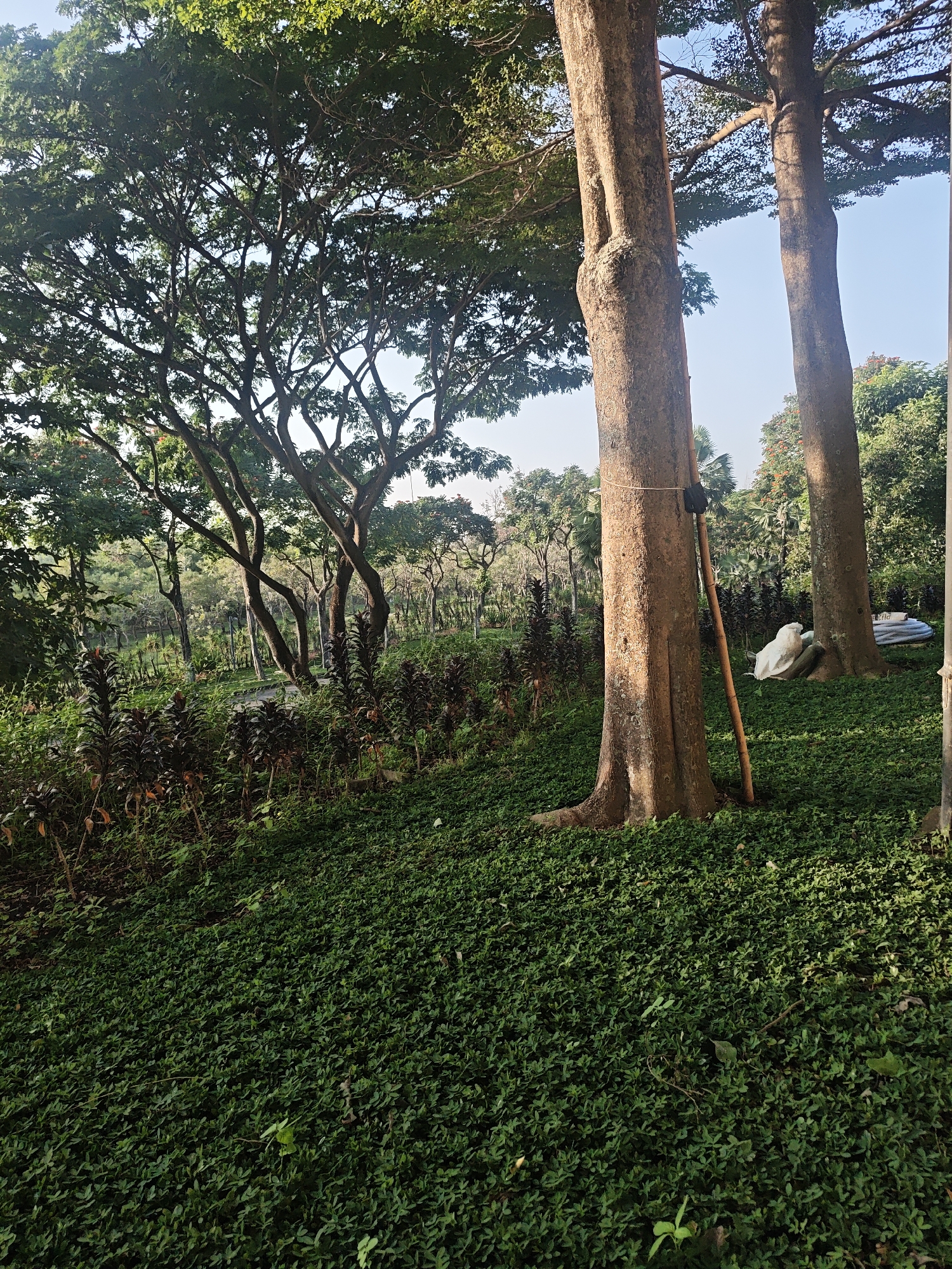 The image depicts a park-like setting with lush green ground cover of small-leafed plants. In the foreground, two large trees stand prominently, their trunks textured and weathered. A bamboo pole is propped against the larger tree on the left, secured by a rope with a dark object attached. Behind these trees, a dense canopy of mature trees with spreading branches fills the upper portion of the frame, interspersed with patches of blue sky. The middle ground features a variety of plant life, including darker, taller plants with reddish-brown leaves in clusters, and smaller bushes. Further in the background, a pathway is visible, winding through a landscaped area with more trees and greenery, suggesting a managed park environment. To the right of the trees, a white, irregularly shaped object, possibly covered in cloth, rests on the grass. The overall scene is one of natural beauty and tranquility, characteristic of an outdoor recreational space. While the specific location within Bae, Indonesia, is not evident from the visual cues alone, the image captures a typical urban park landscape that could be found in such a region.