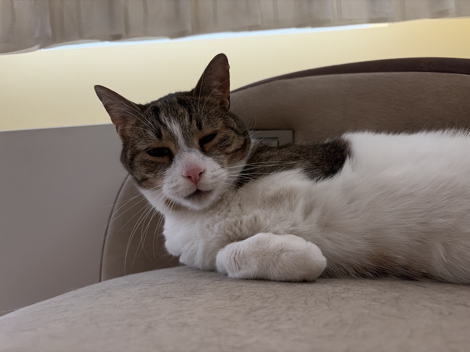 A close-up shot captures a domestic cat lounging comfortably on a padded surface, likely a chair or sofa, in an indoor setting. The cat, predominantly white with patches of brown and gray tabby markings on its head and back, appears relaxed. Its eyes are partially closed, suggesting a state of sleepiness or contentment. A pink nose and long white whiskers are visible. The cat's front paws are tucked neatly in front of its body, with one paw resting on top of the other. The background is softly blurred, with hints of a cream-colored wall and what appears to be diffused light coming from above, possibly a window or ceiling light, creating a warm and inviting atmosphere. The overall mood is serene and peaceful, conveying a sense of domestic tranquility.