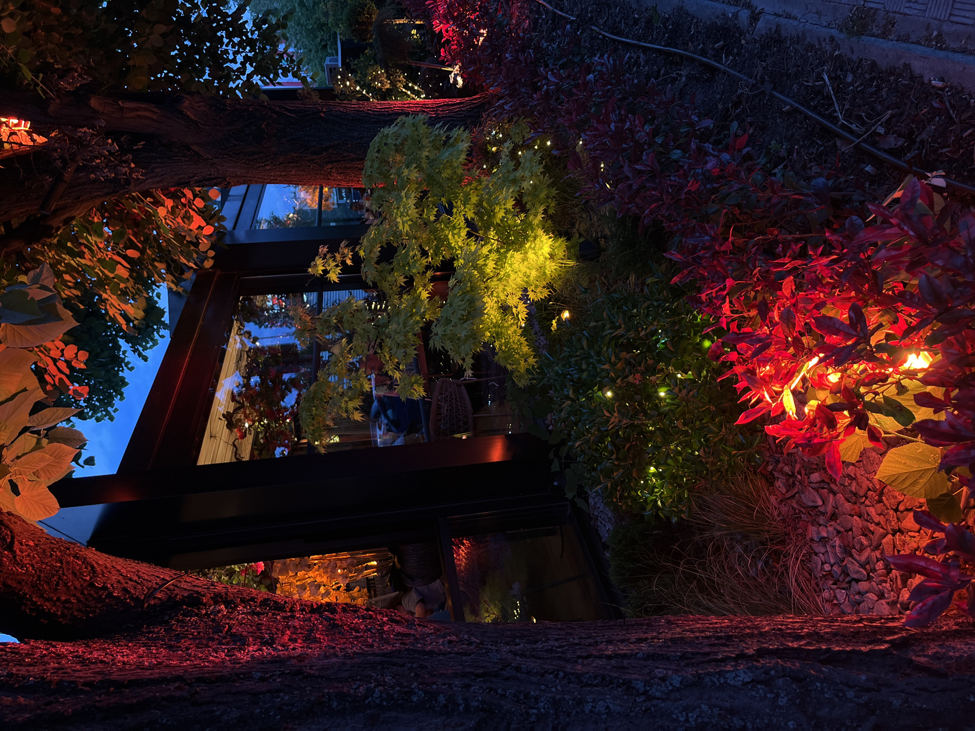 The photograph is taken in Sofia, Bulgaria, looking up at a building with glass windows through tree branches. The trunk of a tree is at the bottom of the frame. Branches with red and orange leaves frame the left side, while foliage with green and red leaves, some adorned with string lights, frames the right. The building's black window frames are visible through the trees, reflecting lights from the interior. Inside the building, indistinct figures are visible, along with what appears to be seating and interior decorations. The sky is visible through the upper portion of the window. The lighting in the scene is a mix of natural light from the sky and artificial lights illuminating the plants and building interior. The photo appears to have been taken at dusk or night.