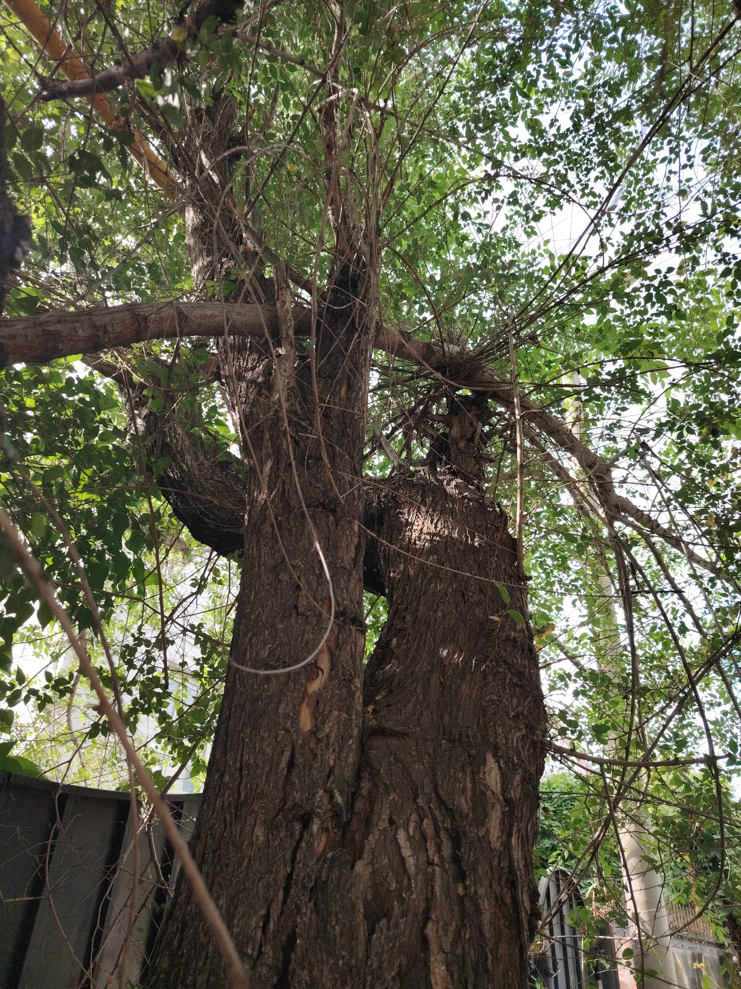 This media file captures a low-angle view looking up into the canopy of a large, mature tree with two thick, intertwined trunks. The tree is heavily branched, with numerous smaller branches and dense green foliage creating a complex network against a bright, overcast sky. Thin, vine-like tendrils are visible, weaving through the branches. The bark of the main trunks is rough and deeply textured, displaying shades of brown and gray.
In the background, a dark, corrugated fence and a lighter, chain-link fence are partially visible, suggesting an outdoor setting. The presence of these fences implies a boundary or enclosure, possibly a yard or garden. The overall lighting suggests daytime, likely late morning or early afternoon, with the sky being bright but diffused, indicating overcast or partly cloudy weather.
There are no people or animals visible in the image. The focus is entirely on the natural subject of the tree and its immediate surroundings. The scene evokes a sense of natural growth and entanglement, with the intertwined trunks and dense branches creating a somewhat wild and untamed appearance. No text is visible in the image. The location context of Astana, Kazakhstan, does not provide specific visual cues within this particular image, but it places the scene within a particular geographical and climatic region.
