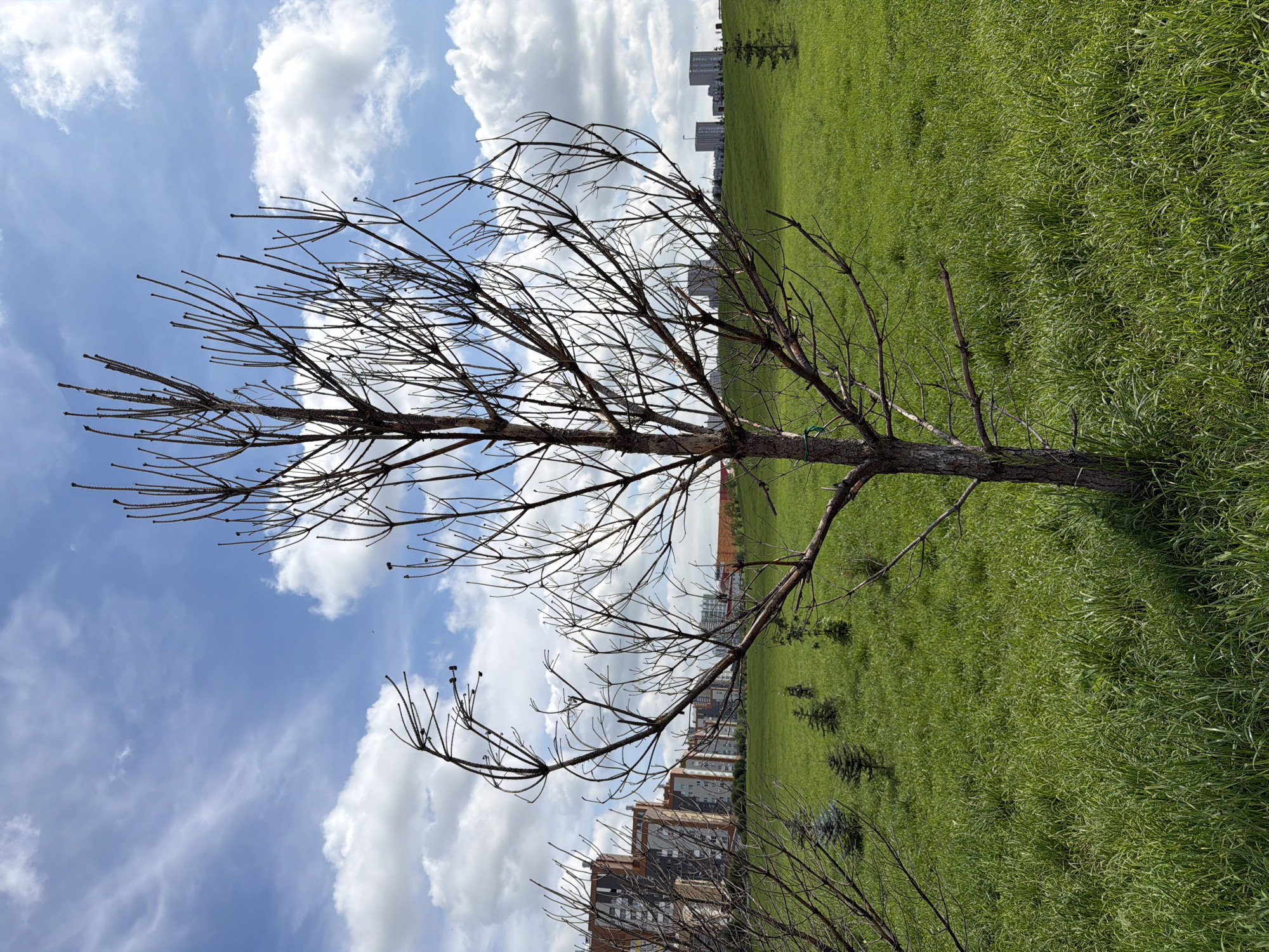 This is a full-shot, eye-level, outdoor photograph taken on a sunny day with scattered clouds. The main subject is a bare, leafless tree in the foreground, its delicate branches reaching upwards against a blue sky. The tree appears to be young, with a thin trunk and numerous thin, twig-like branches. In the middle ground, a vibrant green grassy field stretches out, dotted with several small evergreen saplings. In the background, several multi-story apartment buildings are visible, their facades displaying a mix of brick and grey tones, suggesting an urban or suburban setting. The overall impression is of a park or green space within a developed area, potentially in Yekaterinburg, Russia, given the architectural style of the buildings. There are no people or animals visible in the frame, and no explicit actions or interactions are depicted. The scene is static and natural.