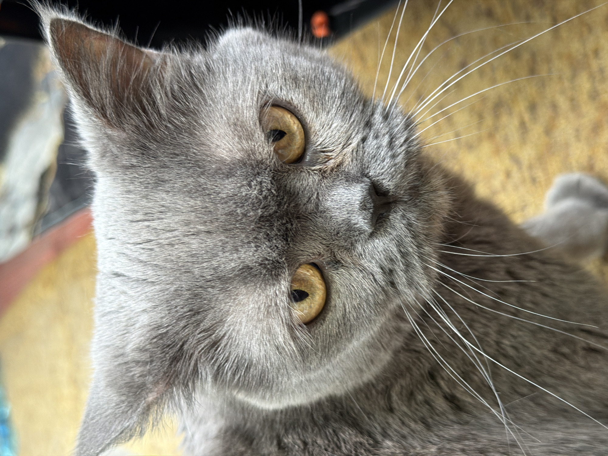 A close-up, eye-level shot shows the face of a grey cat. The cat's ears are pointed and held slightly back. Its eyes are a golden-amber color with dark pupils. The cat has prominent white whiskers that fan out from its snout. The cat's fur is short and dense. The background is blurred, with a yellowish, textured surface in the foreground and darker, out-of-focus elements behind. The lighting appears to be natural, casting subtle shadows on the cat's face. The scene is indoors, as suggested by the background details.
