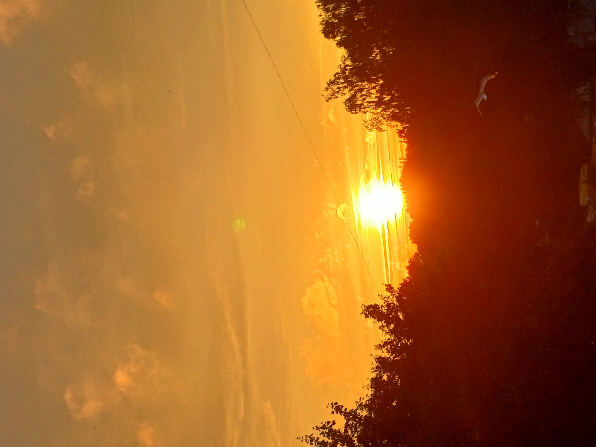 The image depicts a sunset over a densely wooded area, likely on the outskirts of Riga, Latvia. The sky is ablaze with warm hues of orange and yellow, with scattered clouds catching the light. The sun, a brilliant orb, is low on the horizon, casting long shadows and silhouetting the trees that form a dark band across the lower half of the frame. A single seagull is captured in flight, its wings outstretched against the fiery sky, adding a dynamic element to the serene landscape. A thin power line cuts diagonally across the upper portion of the image, a subtle reminder of human presence in the natural setting. The overall impression is one of natural beauty and tranquility, a typical scene at dusk in a European city with significant green spaces.