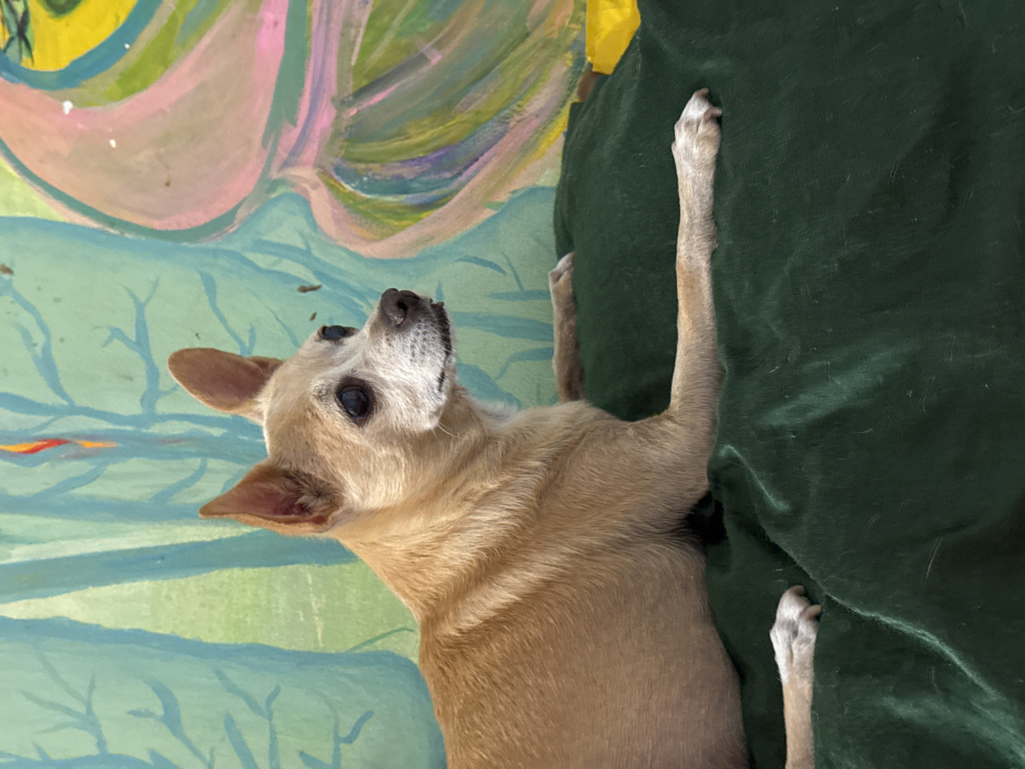 A light brown chihuahua dog is lying on a dark green blanket. The dog is facing left with its head slightly raised. The dog's eyes are dark, and its ears are pointed upwards. Its fur is short and appears a bit wiry. The background is a colorful mural with shades of green, blue, pink, and yellow. The mural depicts abstract shapes and possibly stylized trees or natural elements. The dog's front paws are visible resting on the blanket. The scene is indoors. This image was not taken in San Benedetto del Tronto, Italy.