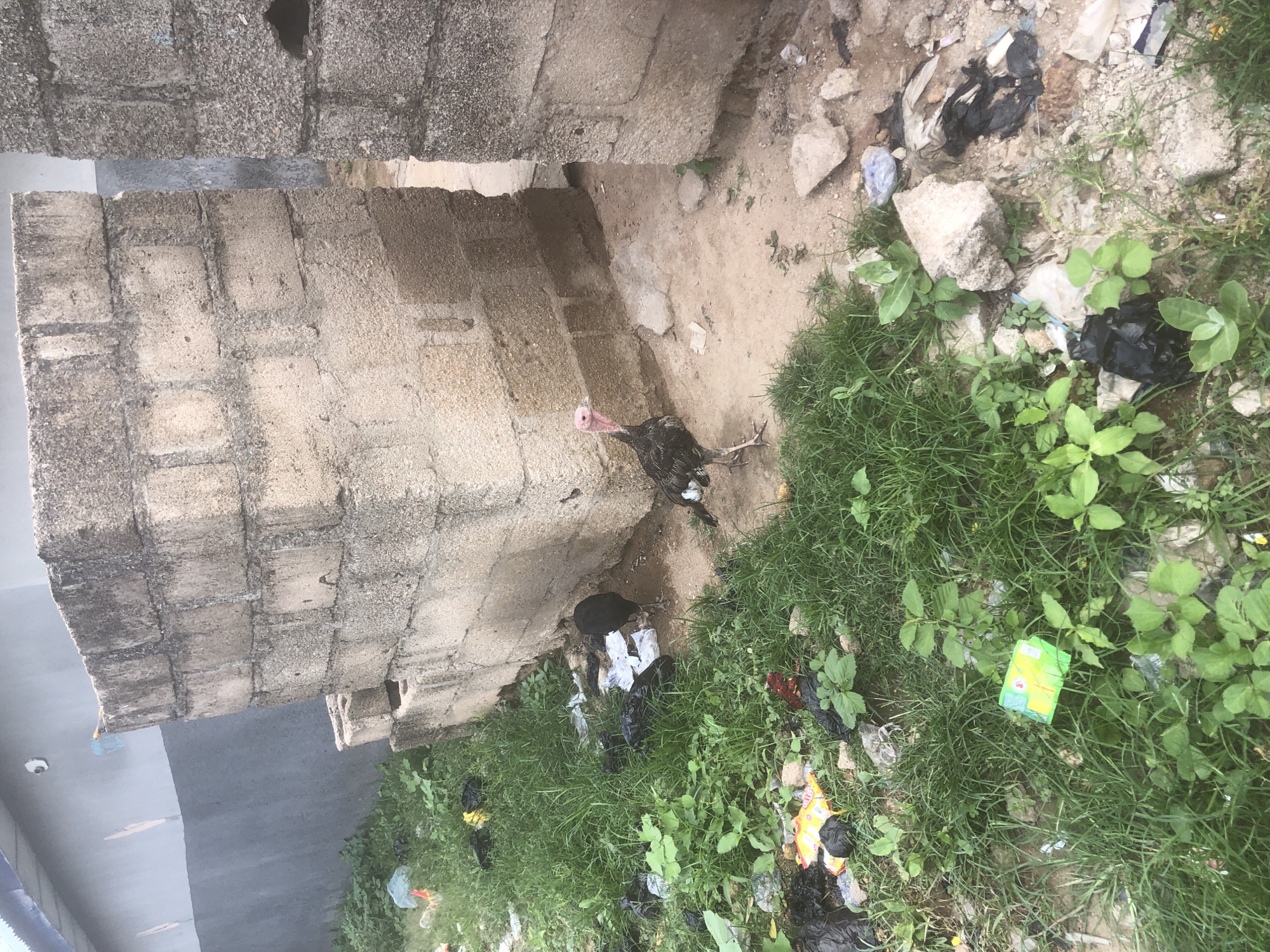 In the city of Jalingo, Nigeria, two turkeys are present in an outdoor area adjacent to a building constructed of concrete blocks. The ground is uneven and covered with dirt, grass, and debris, including scattered plastic bags and wrappers. One turkey, a juvenile, is standing in the foreground, facing left, with its distinctive red neck and head visible. Its body is black and white, with dark feathers. The second turkey is a darker, more uniformly black adult, positioned further back and partially obscured by the building. The building's walls are made of rough concrete blocks, and there is an open doorway or gap between sections of the wall, suggesting the turkeys are in an alleyway or a partially constructed space. The overall environment appears unkempt and somewhat neglected.