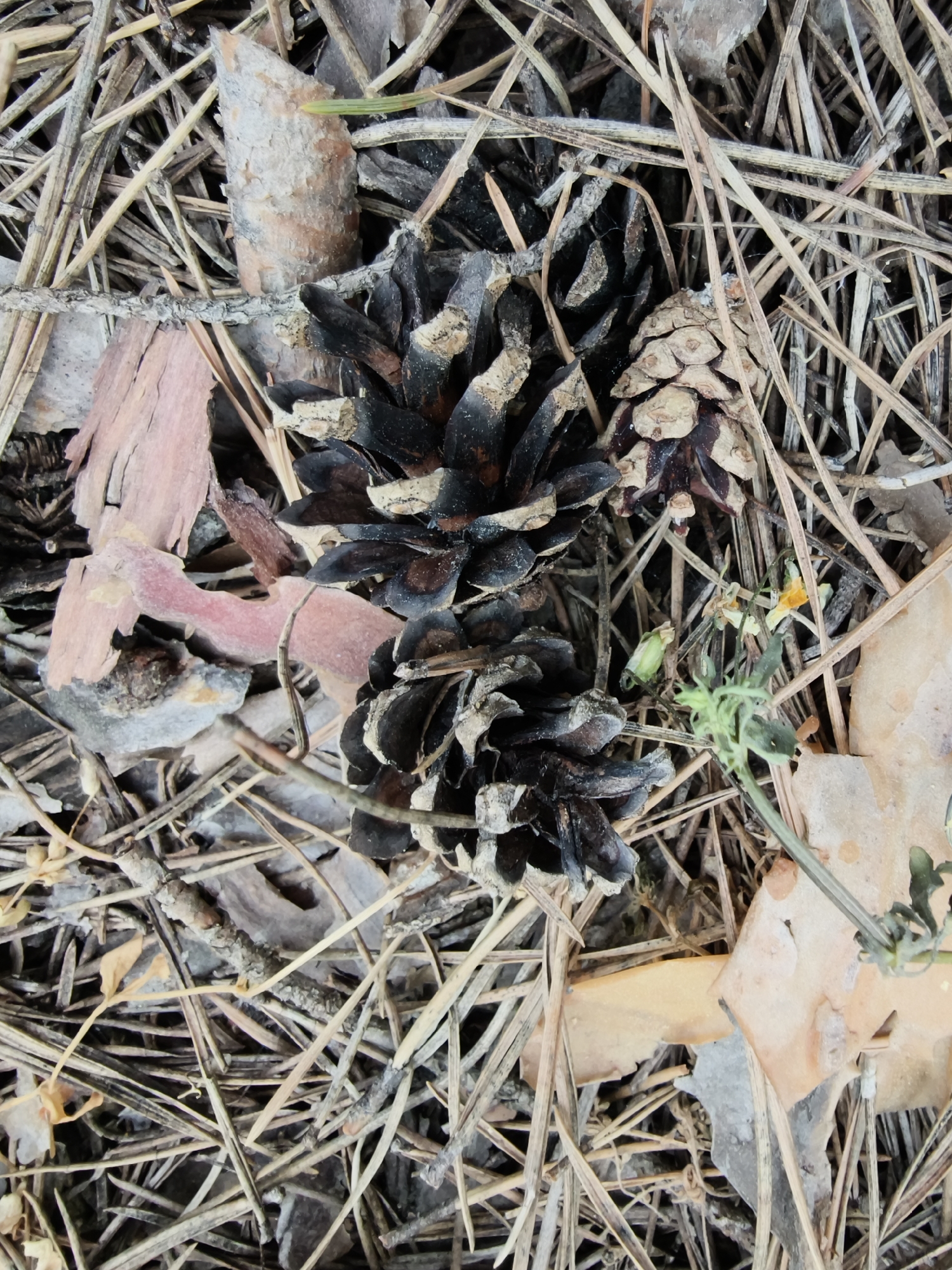 The image shows a close-up view of forest floor debris, primarily consisting of dried pine needles, leaves, small twigs, and several pine cones. One pine cone is significantly darkened, appearing almost black, while another has a more typical brown hue. A small, yellow wildflower is also visible amidst the dry vegetation. The scene evokes an outdoor woodland setting. Without any other information, it is impossible to confirm that the image was taken in the city of Shyroke, Ukraine.