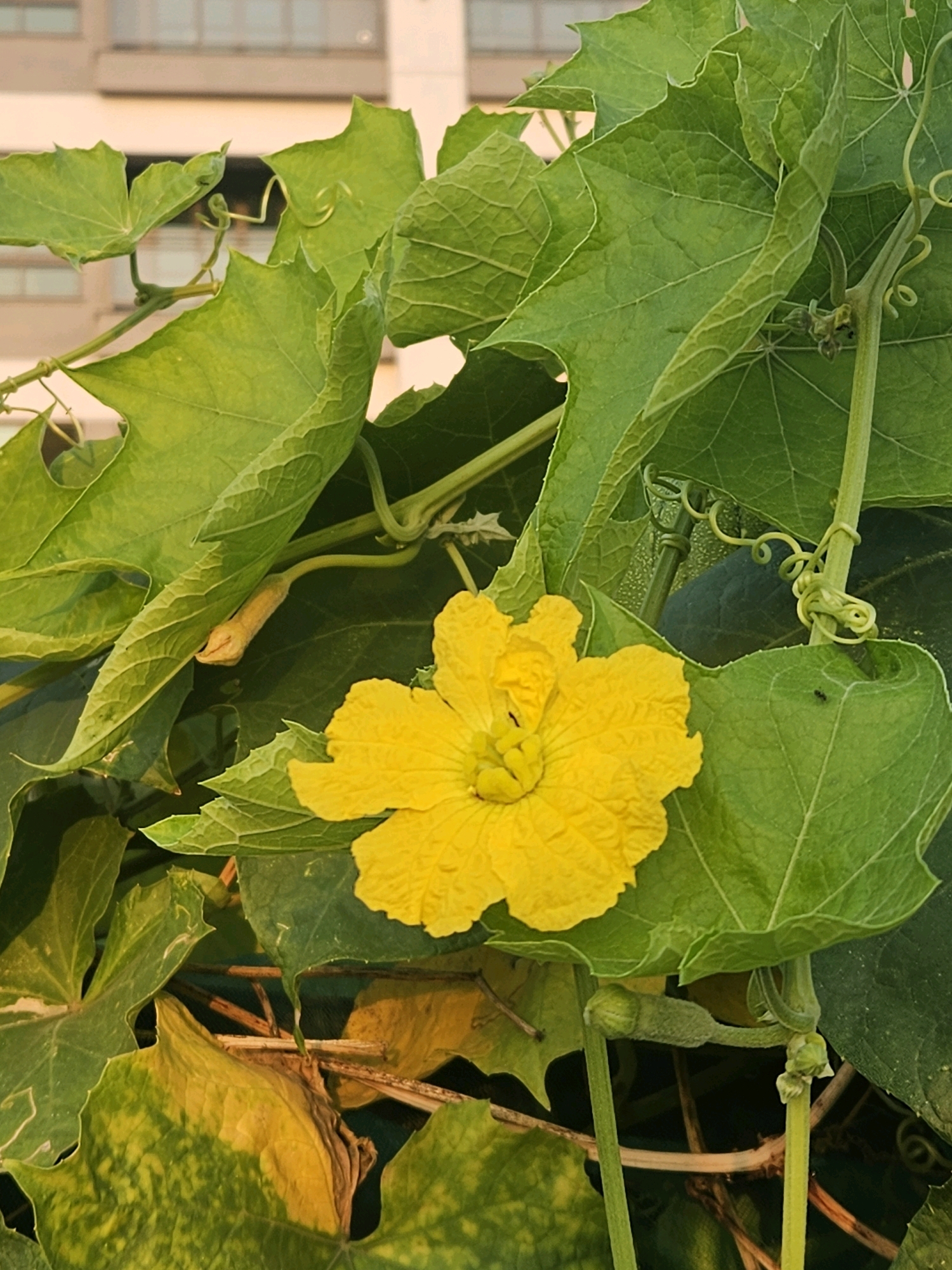 A close-up, eye-level, vertical shot showcases the vibrant yellow flower of a Luffa plant, set against a backdrop of lush green leaves and vines. The flower, with its ruffled petals, is the focal point, positioned slightly left of center. To the left of the flower, a small, pale green Luffa fruit begins to develop. Several tendrils twist around the plant's stems, indicating its vining growth habit. In the upper background, out of focus, a building with windows is visible, suggesting an urban or suburban setting within Huwei Township, Taiwan. The lighting appears to be natural daylight, highlighting the textures of the leaves and the delicate structure of the flower and fruit.