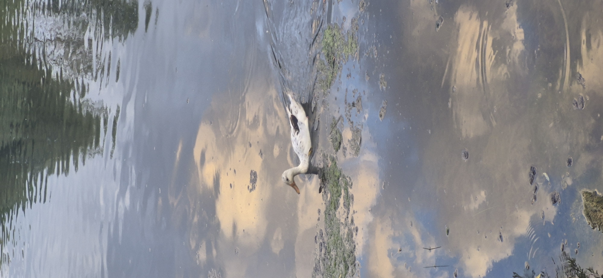 The image shows a white duck with black markings swimming in a body of water. The water is murky and has reflections of the sky and trees. There is some green algae and debris on the surface of the water. The scene appears to be outdoors, possibly in a park or a natural body of water. No specific location in Ingolstadt, Germany can be determined from the image.