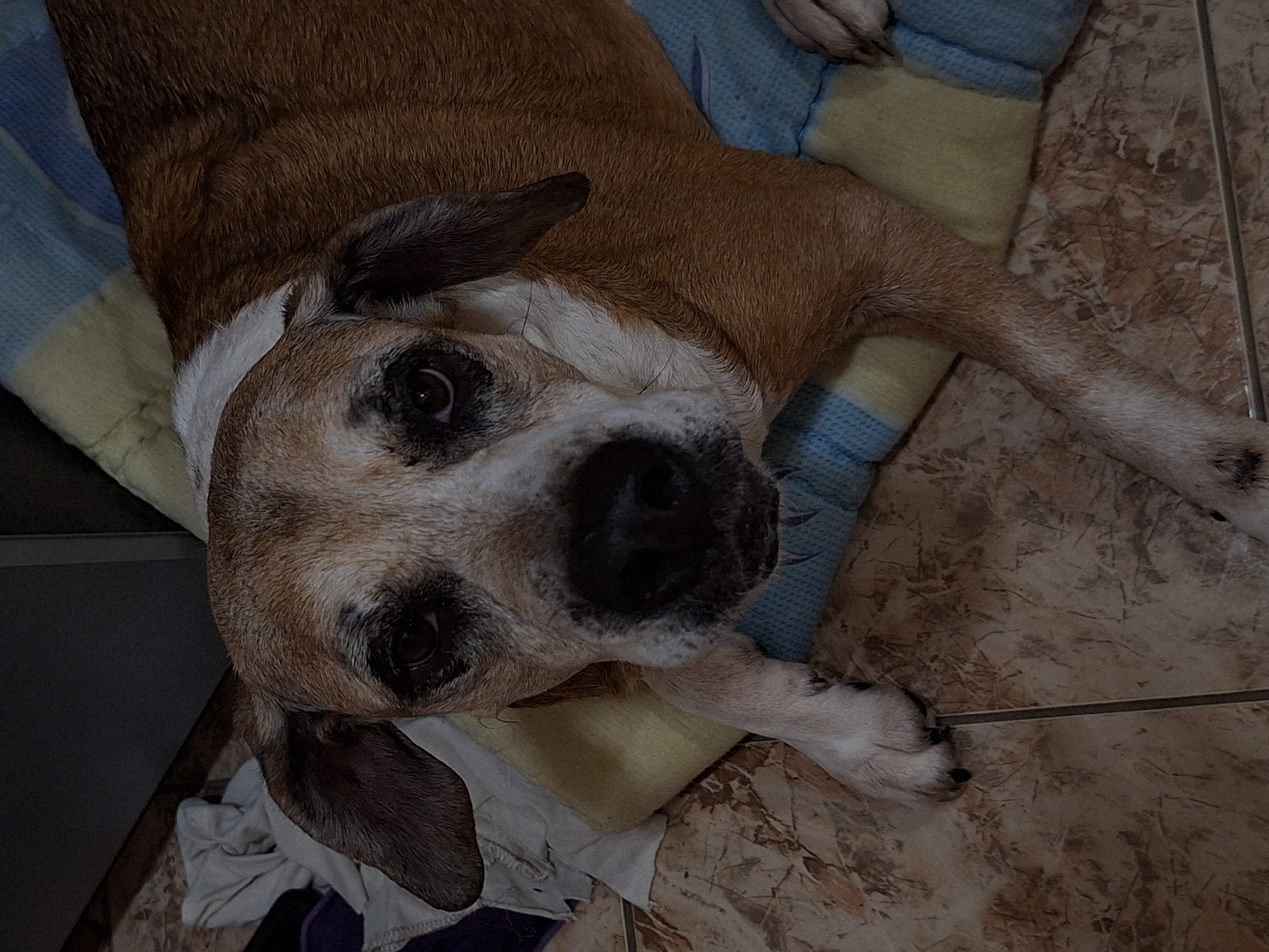 An overhead, slightly dimmed shot captures a brown and white dog resting comfortably indoors. The dog, appearing to be an older, medium-sized mixed breed, lies on its side, with its head turned to look directly at the camera. Its body is covered in warm brown fur, contrasting with the white and gray fur around its muzzle, chin, and chest, indicating its age. Dark, expressive eyes gaze steadily at the viewer, giving the dog a calm and perhaps curious demeanor. Its floppy, dark brown ears are prominent on either side of its head.
The dog is lying on a soft blanket or dog bed featuring a pattern of light blue and yellow stripes or checks. This bedding is placed on a light brown and beige marbled tiled floor, which occupies most of the background. A dark, indistinct object, possibly a piece of furniture, is visible along the left edge of the frame. Near the dog's left ear, a crumpled white cloth or towel is visible on the floor. The overall scene suggests a quiet moment of relaxation for the dog in a cozy home environment. There is no visible text in the image.