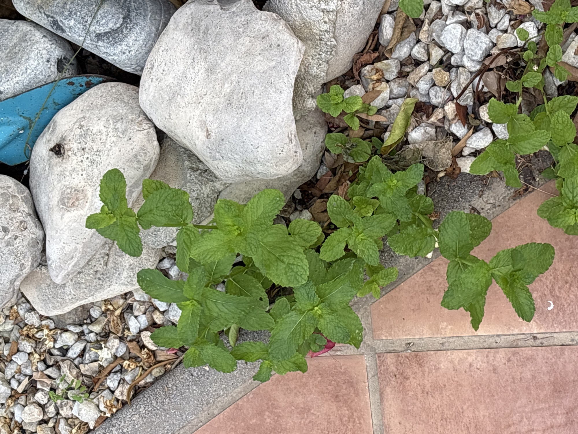 The image depicts a close-up, eye-level view of a patch of green mint plants growing amongst decorative stones and red paving tiles. The mint plants are lush and vibrant, with numerous leaves on each stem. Some of the stones are large and grey, while others are smaller and a mix of white and grey. The paving tiles are a warm, reddish-brown color and are laid out in a pattern. In the background, a fragment of a bright blue object is visible peeking from behind some of the larger stones, the nature of which is unclear. The overall impression is of a garden or outdoor decorative space. There are no people or animals present in the scene. The specific location in Orihuela, Spain, is not discernible from the visual information provided.
