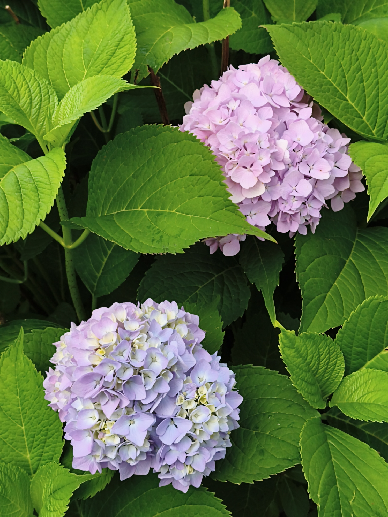 Two clusters of hydrangeas are prominently displayed in the center of the image, surrounded by vibrant green leaves. The hydrangea on the upper right is a soft pink, while the one on the lower left is a lighter shade of purple and white. The leaves are large and textured, with visible veins. The background is dark and appears to be foliage, creating a natural setting. There are no people or animals visible in the image. The scene is a close-up view of flowering plants, likely in a garden or natural outdoor environment.