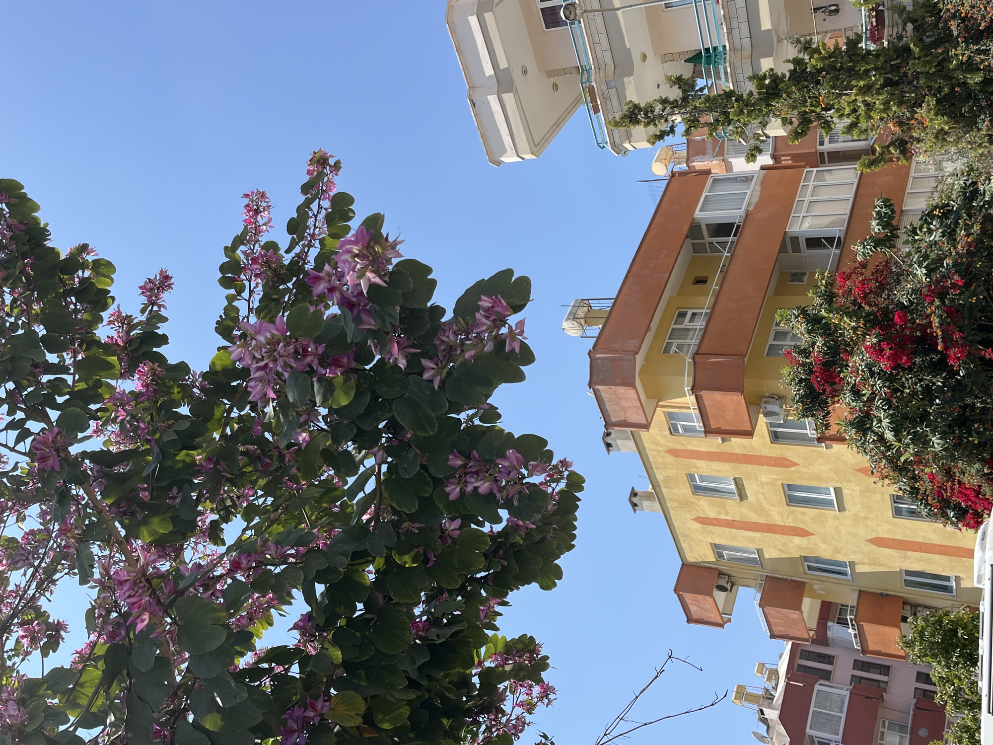 The image presents an upward view of an urban scene in Alanya, Turkey, under a clear, bright blue sky, suggesting a sunny day, likely midday or early afternoon.
On the left side, a large tree with abundant dark green, broad, butterfly-shaped leaves is prominently featured. Numerous clusters of vibrant pinkish-purple flowers, characteristic of a Bauhinia or Orchid Tree, adorn its branches, reaching towards the sky.
To the right, several multi-story residential apartment buildings are visible. The most prominent building in the mid-ground has a warm yellow facade with striking orange vertical accents or balconies and multiple white-framed windows. External features such as satellite dishes and air conditioning units are visible on its exterior walls. Further in the background, another building with a white exterior and light blue balcony railings can be seen. Additional green foliage and a bush with bright red flowers, possibly bougainvillea, are situated on the right side, partially obscuring the buildings. No specific activity or event is taking place, and there is no visible text. The scene conveys a sense of pleasant, sunny weather and integrates urban architecture with flourishing nature.
