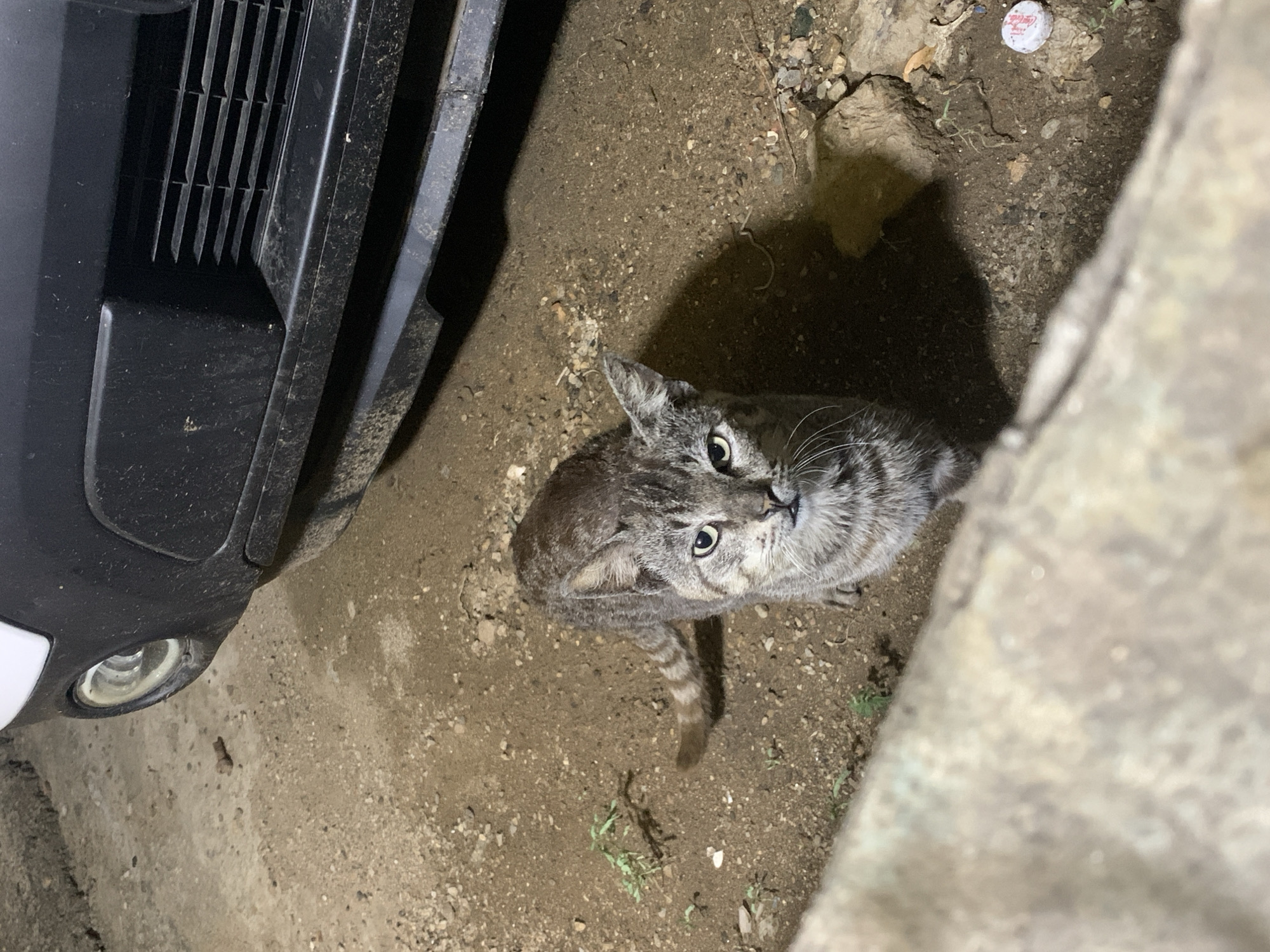A striped gray cat looks up at the camera from a ground littered with dirt and small stones. The front of a black car is visible to the left of the cat. A pale concrete structure appears to the right of the cat. A bottle cap is visible further up the scene. The location appears to be Juan Griego, Venezuela.