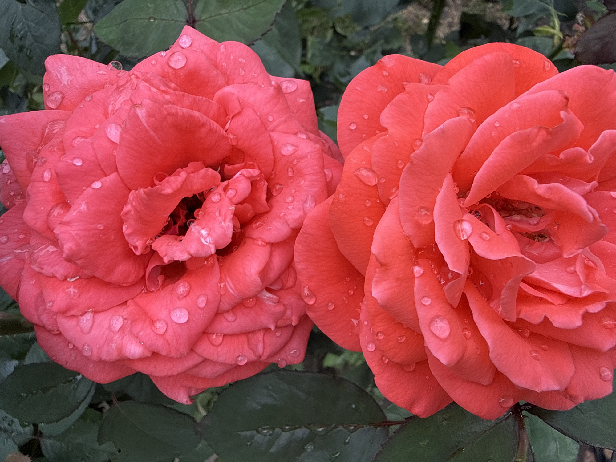 Two vibrant coral roses are in full bloom, their petals layered and delicate. Tiny water droplets cling to the surfaces of the petals, shimmering and adding a fresh, dewy appearance. The roses are set against a backdrop of dark green foliage, providing a striking contrast to the bright colors of the flowers. The lighting suggests it may be overcast or early morning/late evening, creating a soft, natural look. There are no people or man-made structures visible in the image, and the scene appears to be in a garden or natural setting.