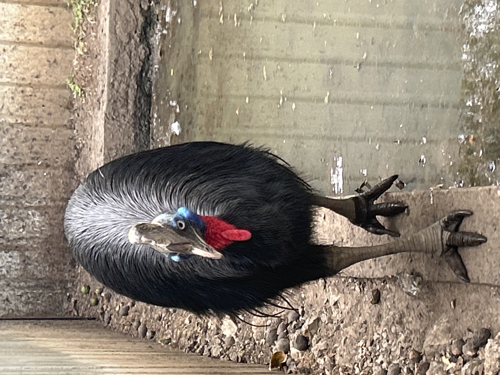 A cassowary stands on the rocky, muddy ground next to a shallow body of murky water. The bird is predominantly black with a fan of grey feathers on its back and neck. Its head is adorned with blue wattles and a bright red wattle that hangs from its throat. Its powerful, scaly legs and large, clawed feet are visible. The background consists of a concrete wall, a rough, uneven embankment, and the water. The scene appears to be an enclosure within a zoo or sanctuary.