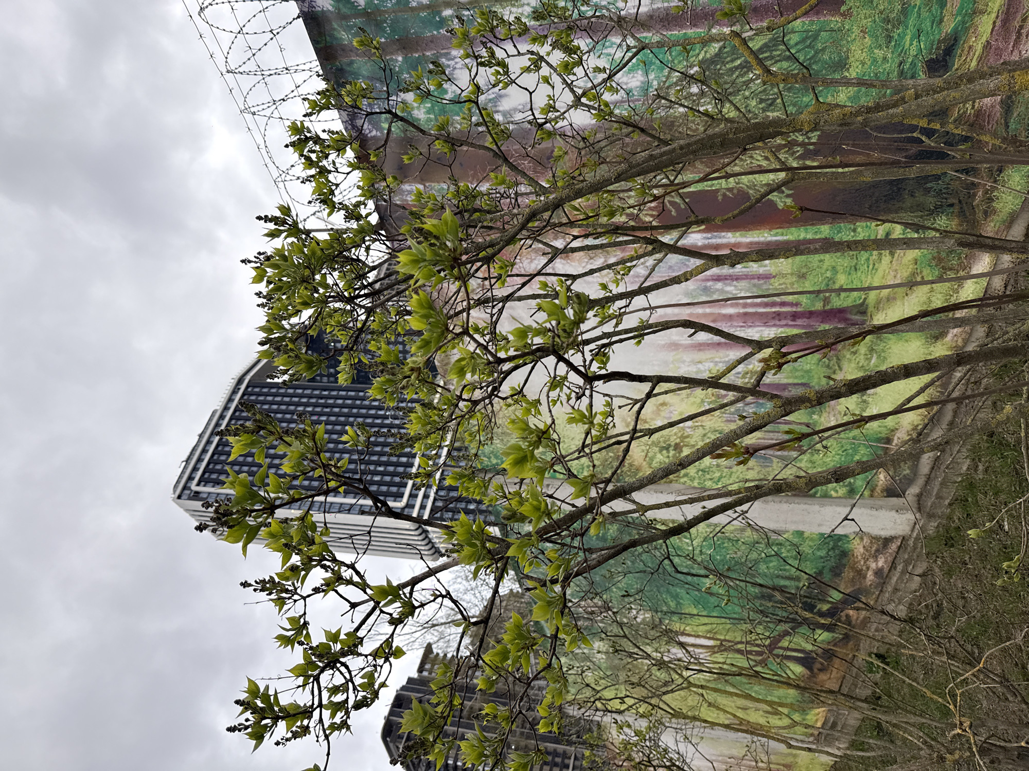 The image shows a view of a city landscape in Khimki, Russia. In the foreground, there are branches of a tree with fresh green leaves and some emerging buds. In the background, there is a modern high-rise building with a gridded facade. A wall or fence with barbed wire is visible at the top. Behind the trees, there is a mural depicting a forest scene. The sky is overcast.