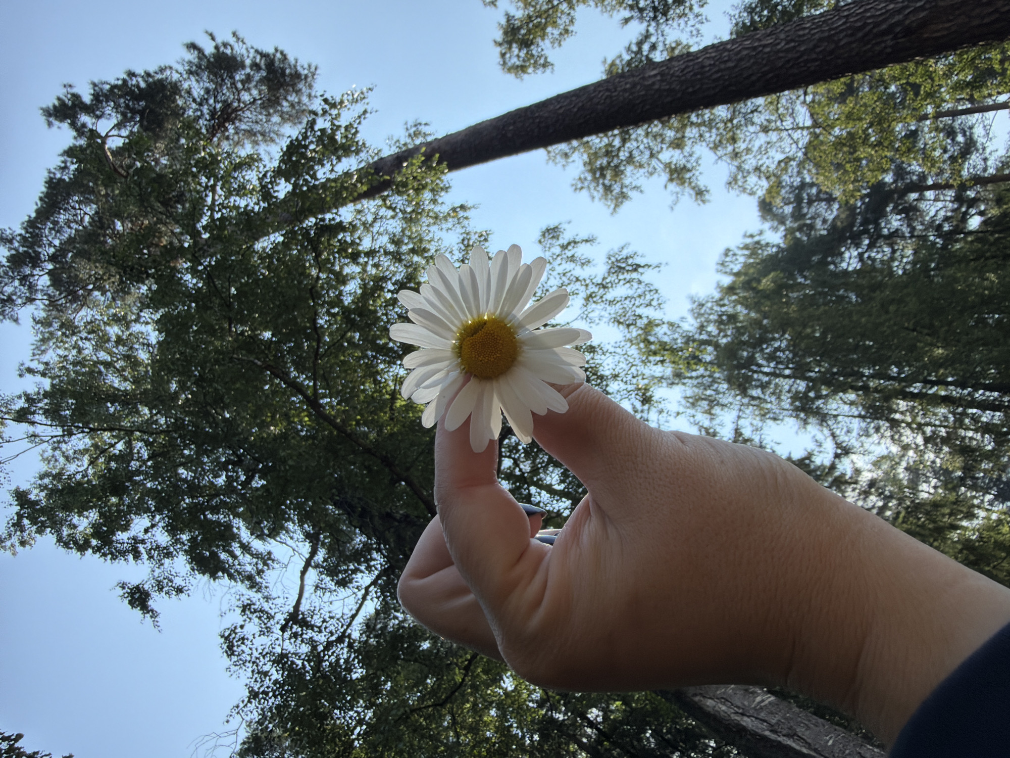 A hand holding a white daisy is shown in the foreground against a backdrop of tall trees and a clear blue sky. The hand is positioned on the right side of the image and is partially obscuring the daisy. The daisy is white with a yellow center and has many petals. The trees are a mix of deciduous and coniferous, and their branches and leaves fill the upper portion of the image. The sky is a bright, cloudless blue. The scene appears to be in a forest or park area. The specific location in the city of Chaikovsky, Russia, is not identifiable from the image itself.