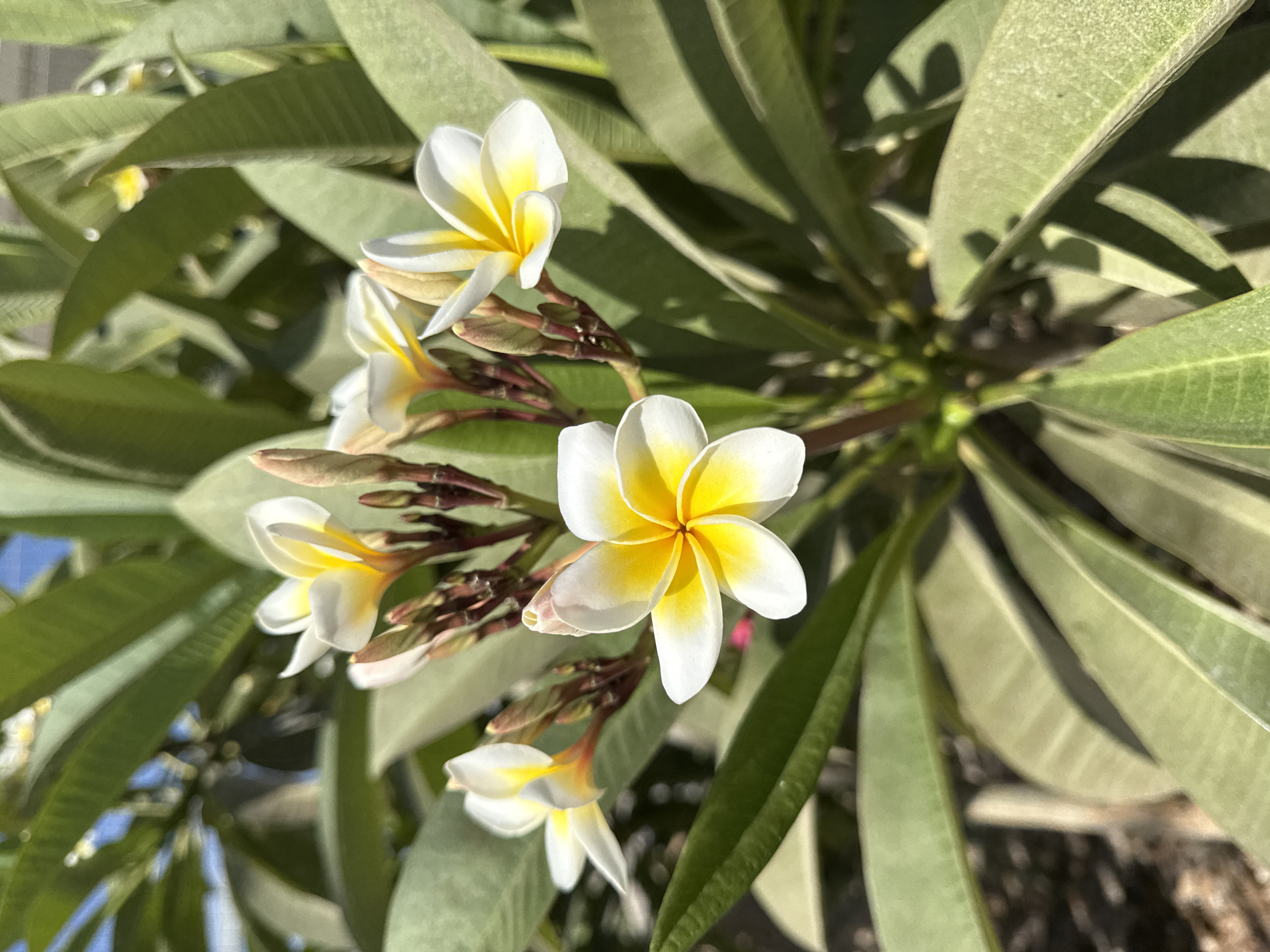A close-up, eye-level, vertical shot shows a cluster of white and yellow plumeria flowers with green leaves in the background. The flowers are in bloom, with five petals each and a yellow center. Some of the flowers are fully open, while others are still buds. The leaves are large and leathery, with a waxy sheen. The background is out of focus, but appears to be a garden or outdoor setting. The lighting is bright, suggesting it is daytime. The image was taken in the city of Lod, Israel.