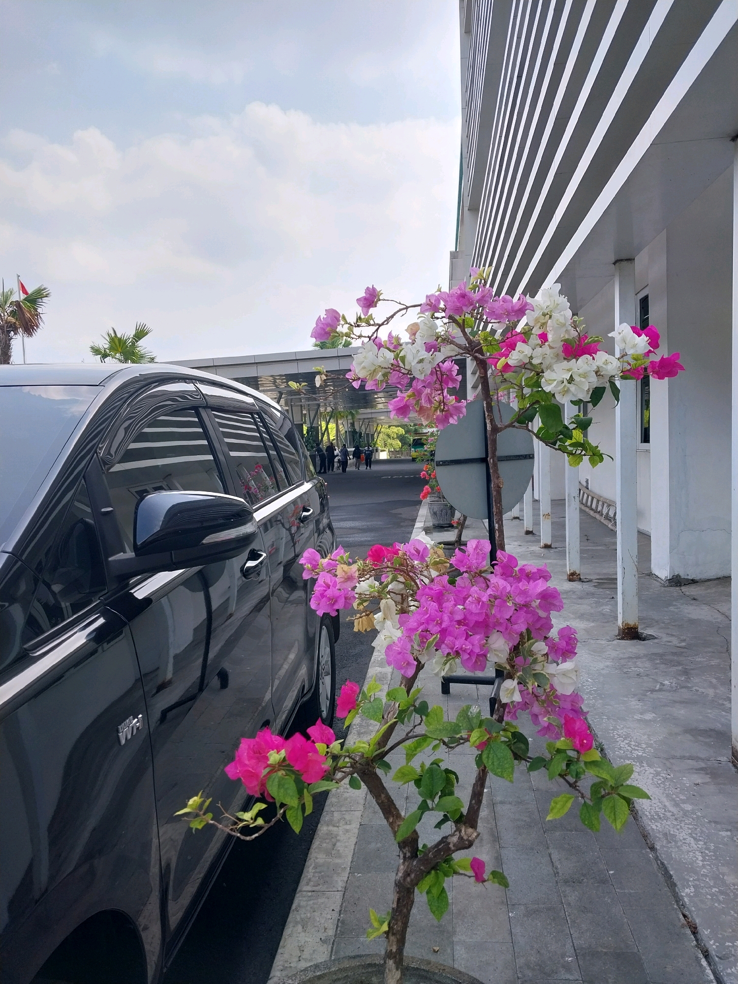 A black vehicle is parked on the left side of the image, with its side and side mirror visible. In the foreground, a potted plant with pink and white bougainvillea flowers is positioned on a paved walkway. Behind the plant, a modern building with horizontal white and grey stripes runs along the right side of the image. In the background, palm trees and a building with a covered walkway are visible, with a few people walking under the walkway. The sky is cloudy. The location is Wates, Indonesia, as indicated by a flag with Indonesian colors.
