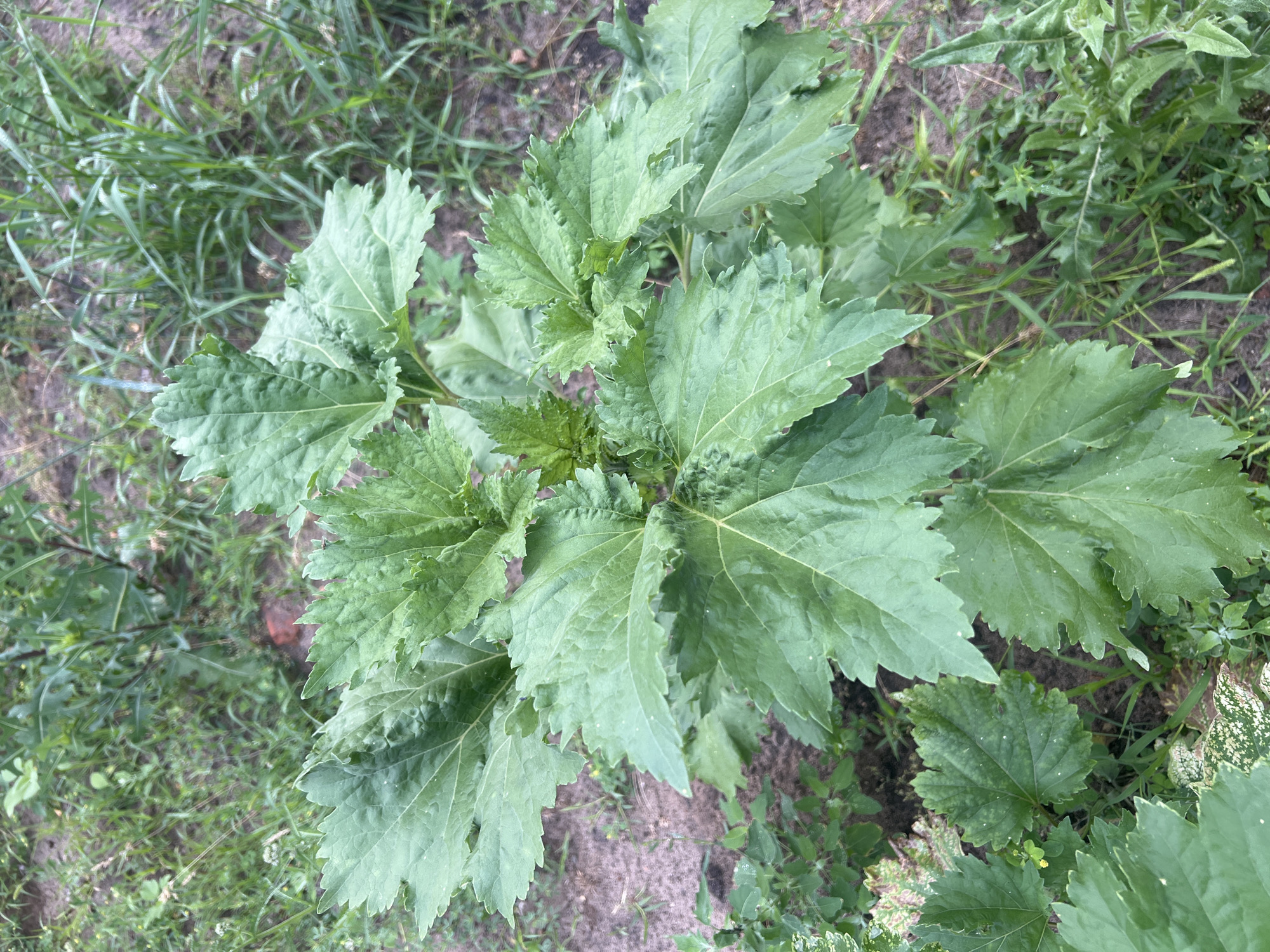 An overhead, medium shot captures a young, leafy green plant growing in a patch of soil and surrounded by wild grasses and weeds. The plant is the main subject, with its large, serrated leaves dominating the frame. The soil is a light brown color, and the surrounding vegetation is a mix of thin, tall grasses and broader-leafed weeds. There are no people or animals visible in the image. The lighting suggests it is daytime. The scene appears to be outdoors in a natural or uncultivated area.