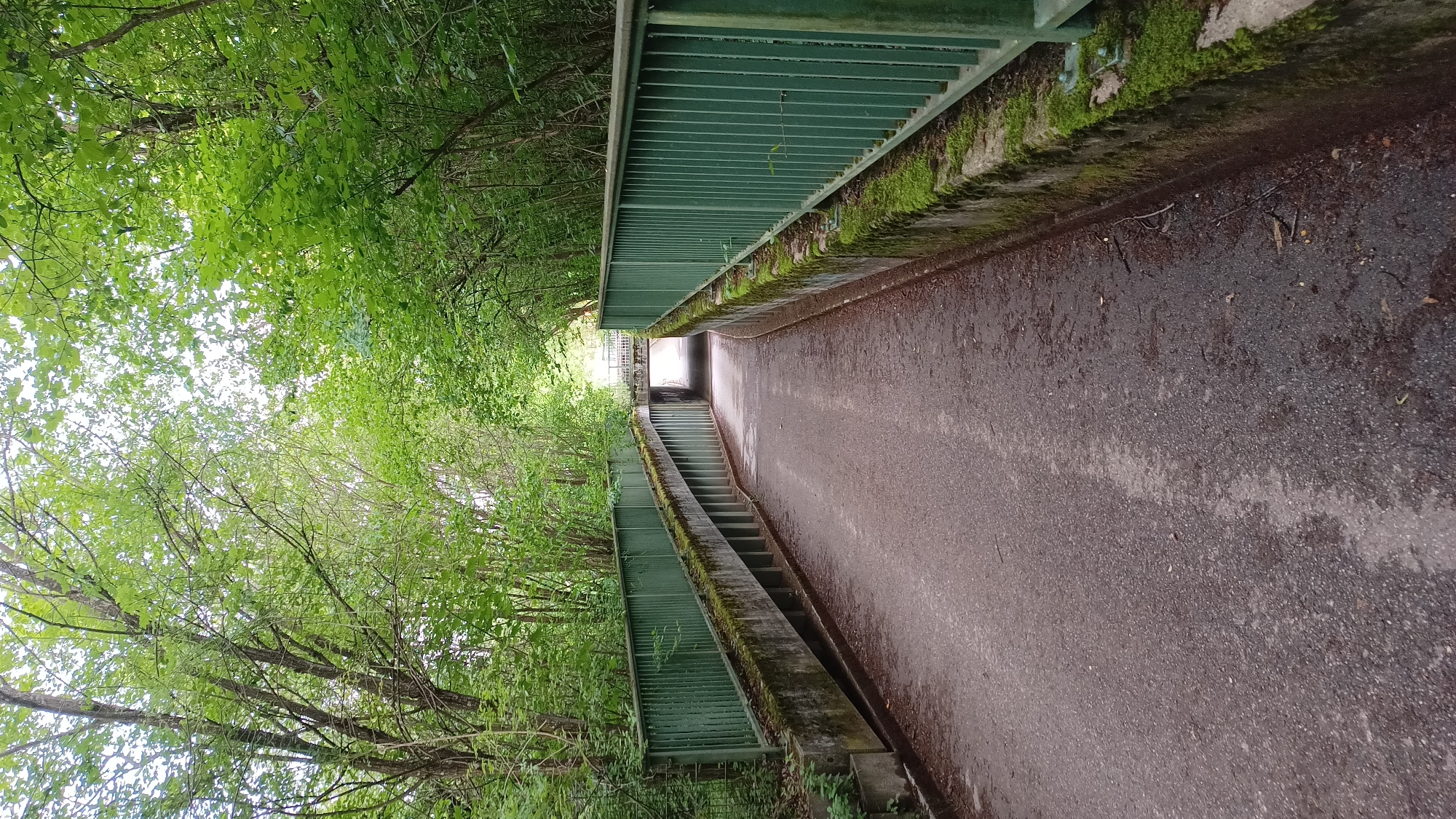 The image shows a path leading through a tunnel under a bridge. The path is made of asphalt and is flanked by concrete walls with green metal railings on top. Moss grows on the concrete walls. Trees with green leaves line the path and overhang the bridge, forming a canopy. The sky is visible through the leaves. The scene appears to be in a park or natural area. The bridge is concrete and has a metal railing. The tunnel is open at both ends. The overall impression is one of a serene, natural setting.