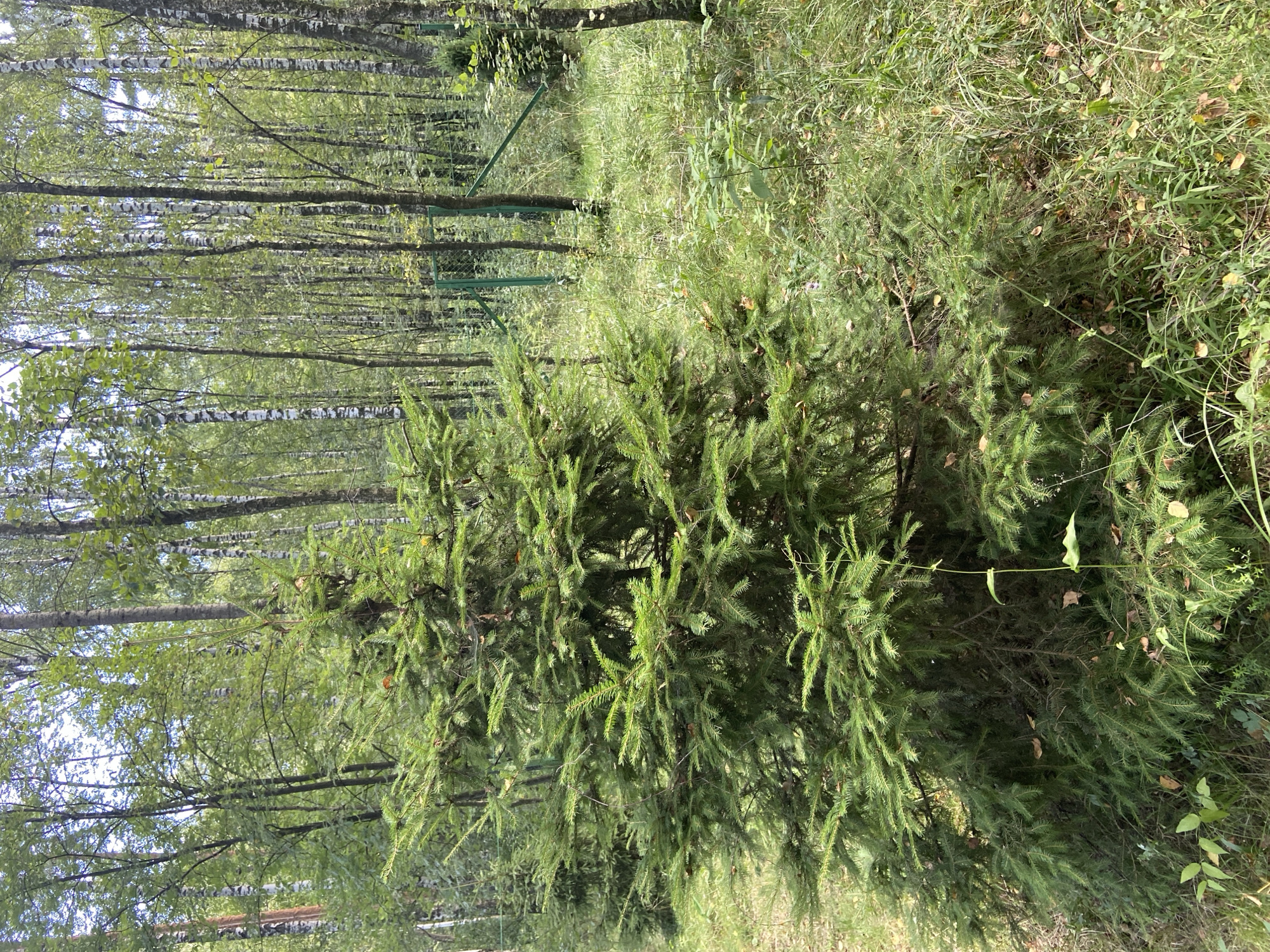 A medium shot captures a young fir tree in the foreground, its branches dense with green needles. Behind it, a forest of birch trees with white and black striped bark stands tall, their leaves a vibrant green. In the background, a green metal fence with wire mesh encloses a grassy area. The ground is covered with dry leaves and green grass, suggesting an outdoor setting. The overall scene depicts a natural landscape within the city of Зимородок Днп, Russia.