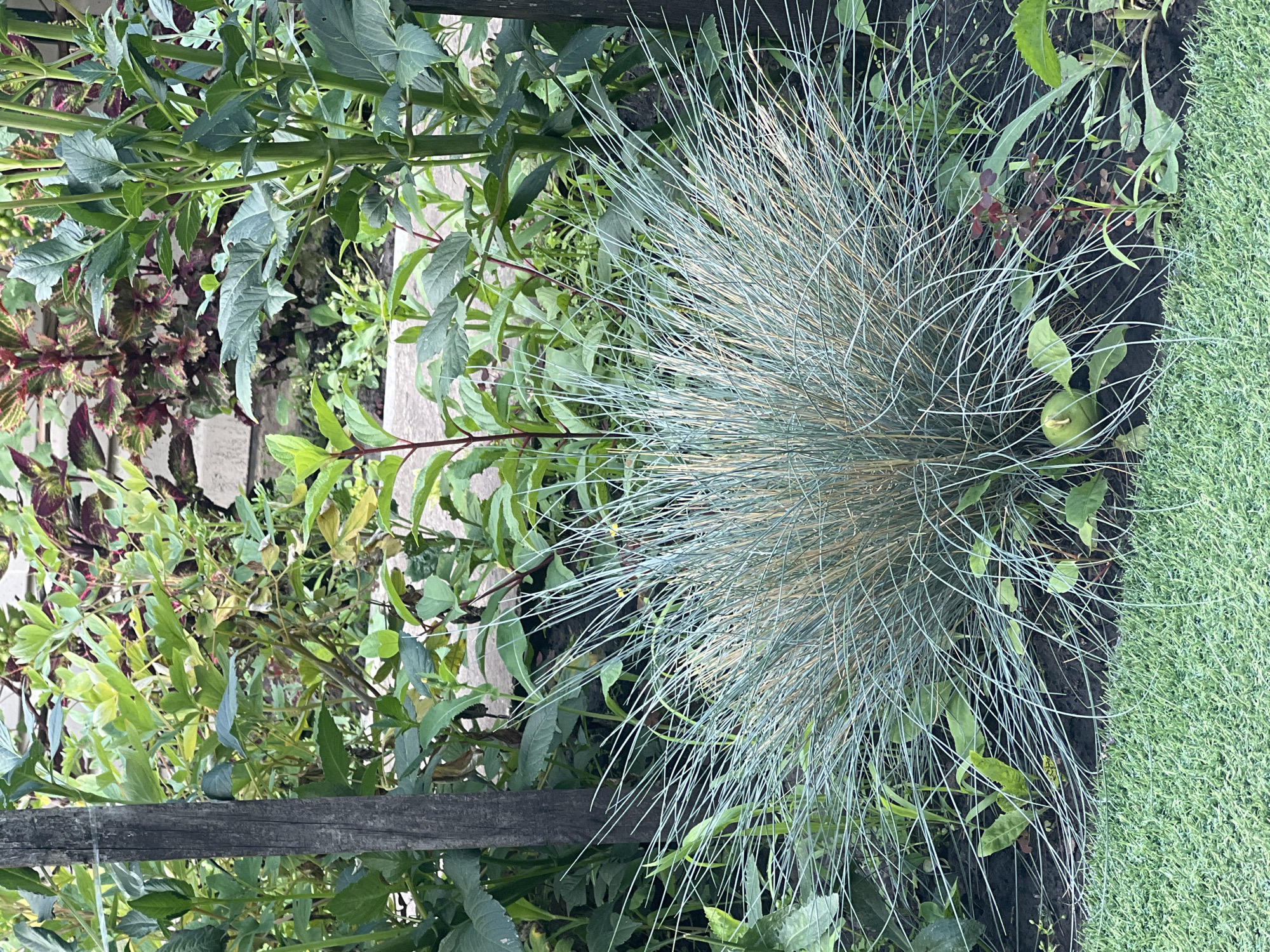The image shows a close-up, eye-level view of a garden bed with a variety of plants. In the foreground, a clump of ornamental grass with fine, bluish-green blades dominates the center. To the left and right of the grass, there are various leafy green plants and some darker, reddish-purple foliage in the background. A weathered wooden post is visible on the left side of the image, and another dark vertical element, possibly another post or fence, is on the far right. The ground is dark soil, and a strip of bright green, manicured grass runs along the very bottom of the frame. The overall impression is of a well-tended garden, possibly in a residential setting in Lopatino, Russia. There are no people or animals visible in the image.