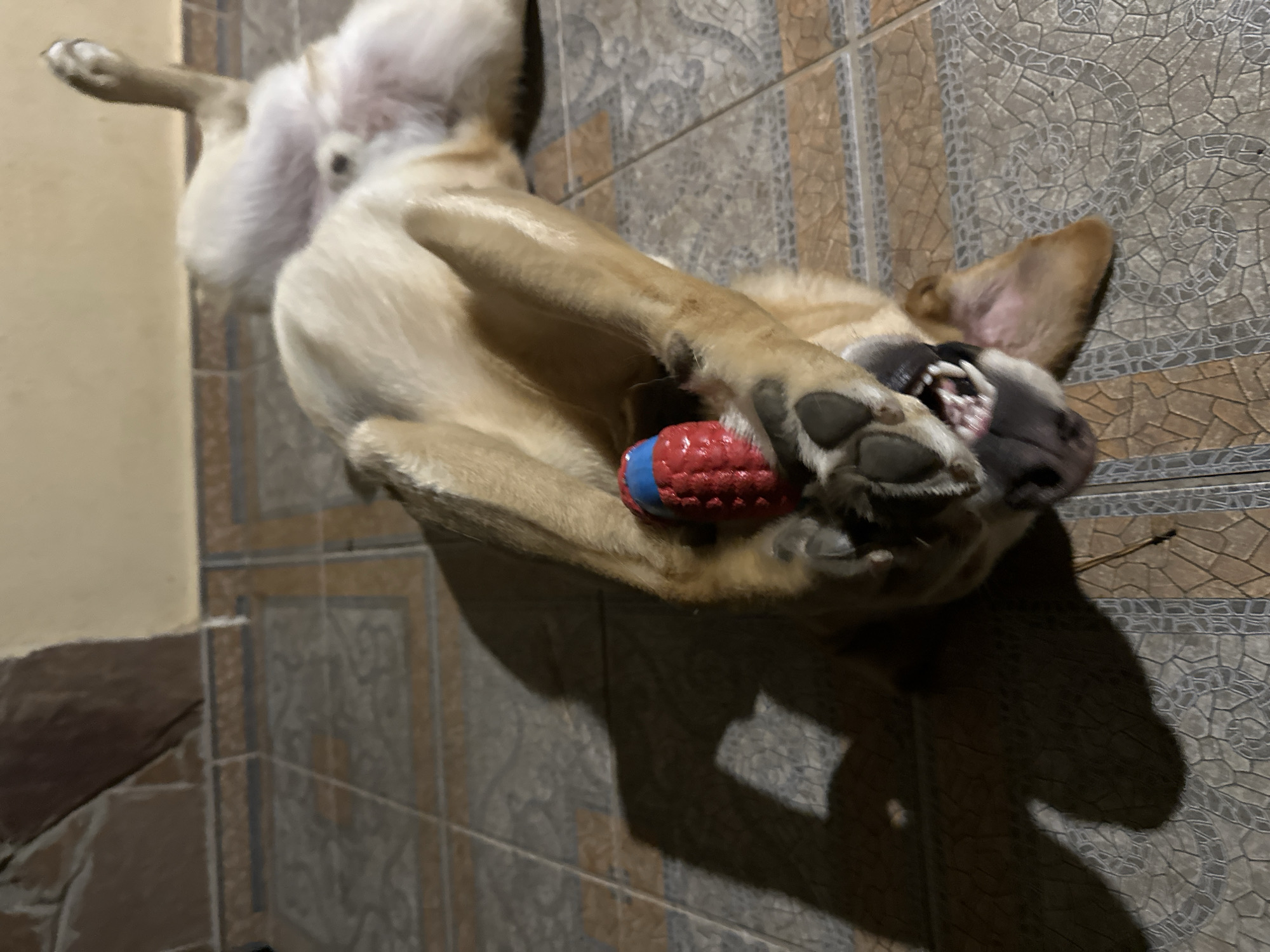 A light-colored dog lies on its back on a tiled floor, with its front paws covering its face. A red and blue toy is visible between its paws and snout. The dog's mouth is open, revealing its teeth. The tiled floor has a pattern of squares and smaller, intricate designs. In the background, a wall with stone-like textures is visible. A shadow of the dog is cast on the floor to the left. The scene appears to be outdoors, possibly on a patio or balcony, given the tiled floor and the light conditions suggesting evening or night. There is no indication of the city of Sochi, Russia.