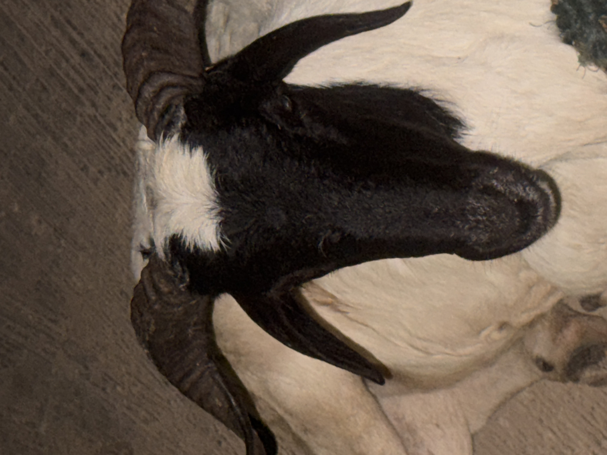 A close-up, overhead shot shows a black-faced sheep with white wool lying down. The sheep has large, curved, dark horns. The background is a rough, textured surface, possibly concrete.