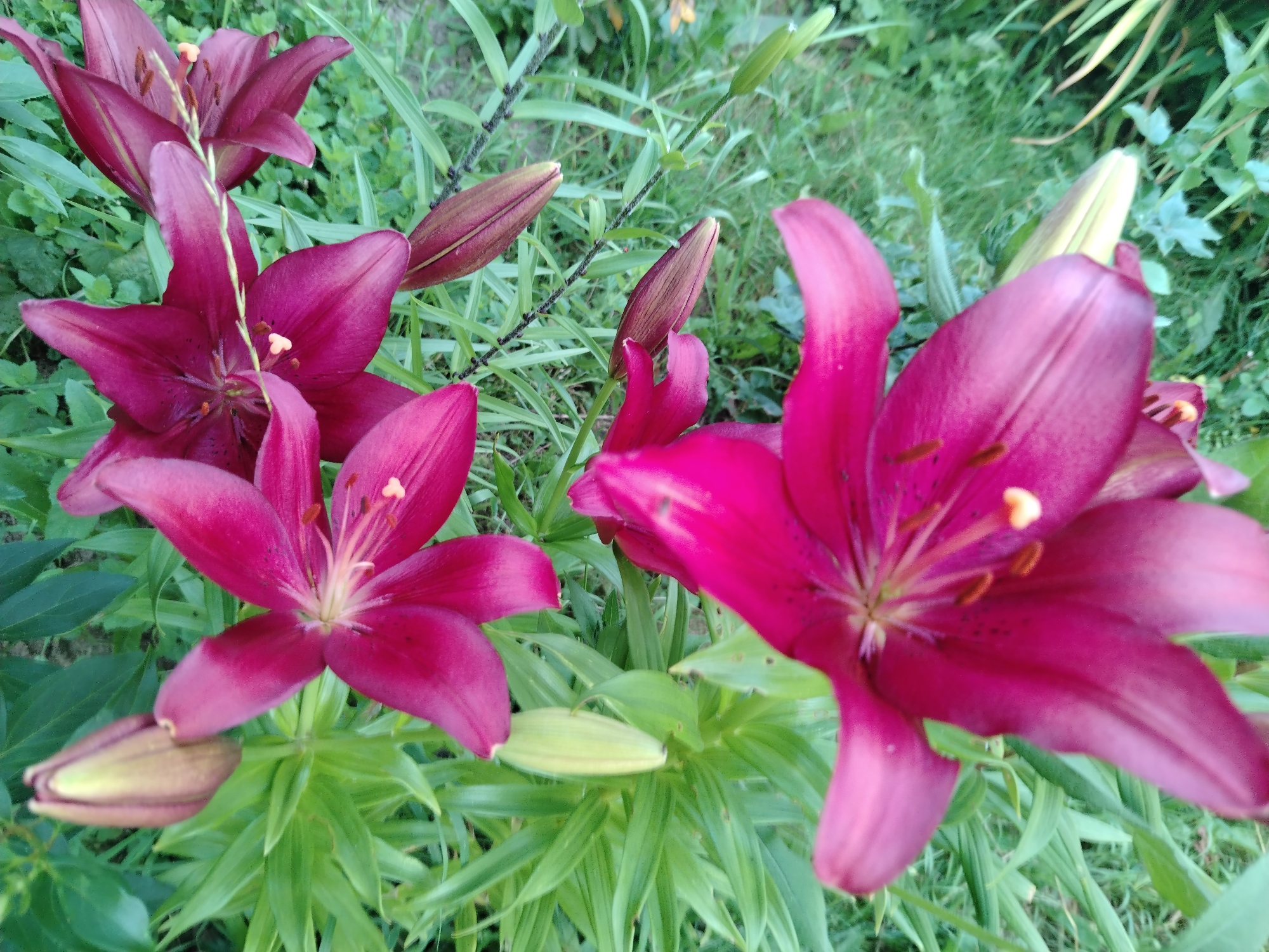 The image displays a close-up view of several deep pink lilies in a garden setting. The lilies are in various stages of bloom, with some fully open and others still in bud. The foreground is dominated by a large, open lily with vibrant pink petals. Its stamens, tipped with yellow pollen, are clearly visible. Behind this prominent flower, other lilies and buds are arranged throughout the frame. The background consists of lush green foliage, indicative of a garden or natural outdoor environment. The lighting suggests it is daytime, with soft natural light illuminating the flowers. There are no people visible in the image. The setting appears to be a garden in Belarus, specifically within the Znamenski Rural Council. The overall mood conveyed is one of natural beauty and tranquility. No text is visible in the image.