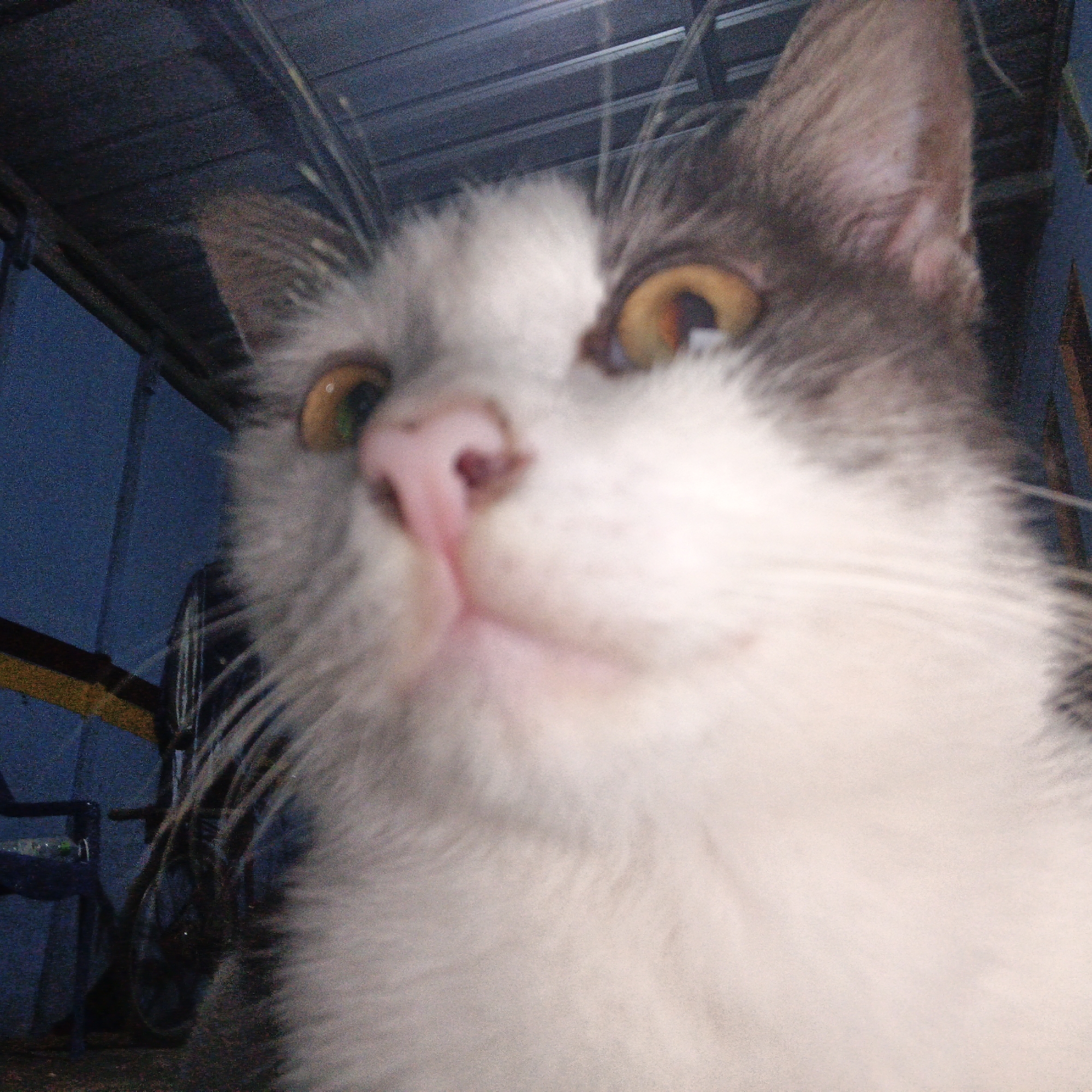 The image is a close-up, low-angle, and slightly blurry photograph of a cat. The cat has white fur with grey markings on its head and ears, and yellow eyes. Its nose is pink and appears to be wet or shiny. The background is dimly lit and appears to be an indoor space with a blue wall and some metallic structures overhead, possibly a ceiling or roof. There is a dark object, possibly a chair or a stand, visible in the lower left portion of the image. The overall lighting suggests it might be taken at dusk or indoors with artificial lighting. The specific location in Soko, Indonesia, cannot be determined from the visual information alone.