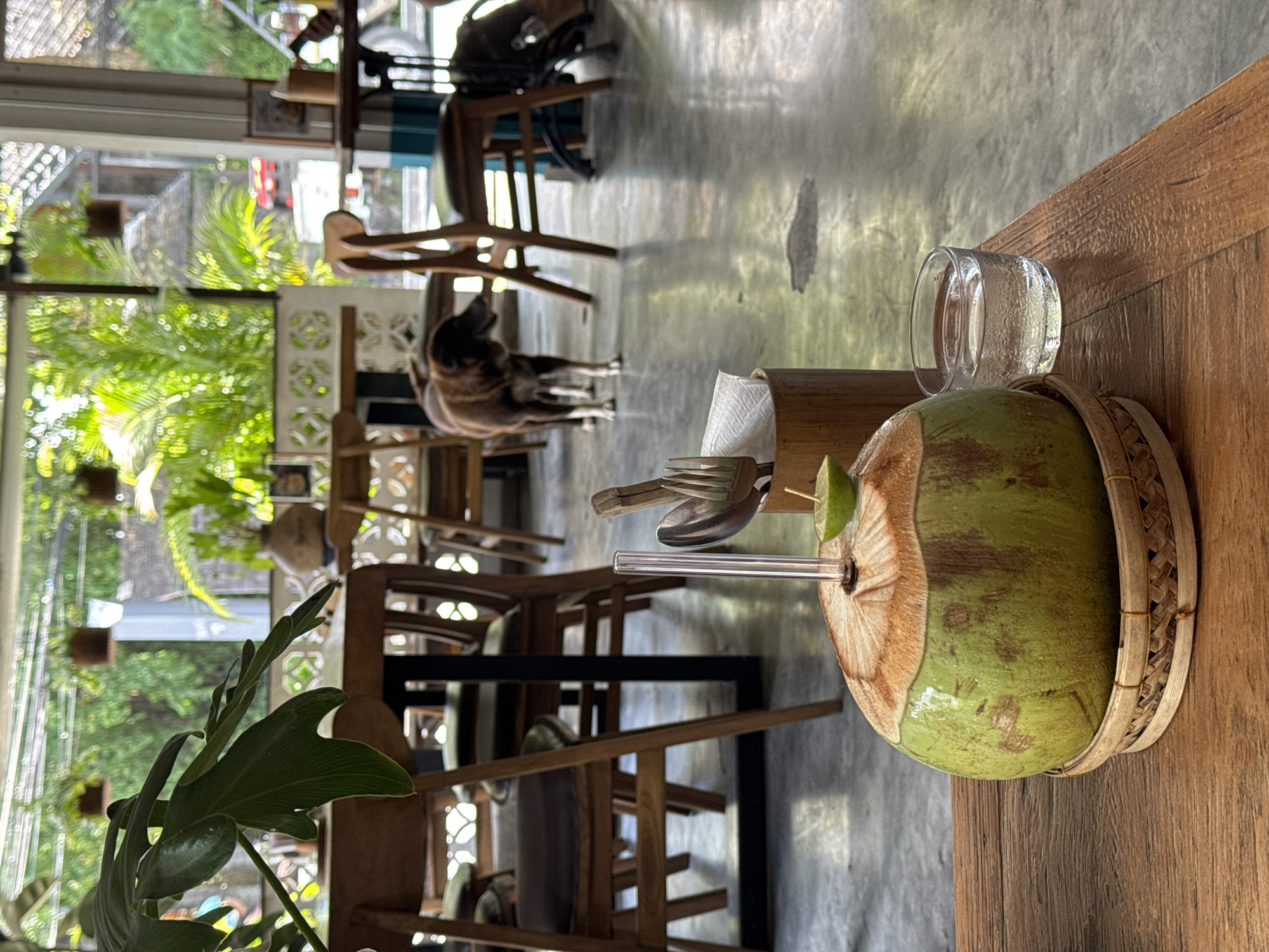 The image depicts the interior of a cafe or restaurant in North Kuta, Indonesia. In the foreground, on a wooden table, sits a green coconut drink with a clear straw, a small glass of water, and utensils in a bamboo holder. In the background, through an open or partially enclosed space, there are several empty wooden chairs and tables. A dog stands in the aisle between the tables. Lush green vegetation is visible outside, suggesting a tropical environment. The floor appears to be concrete. The scene is bathed in natural light.