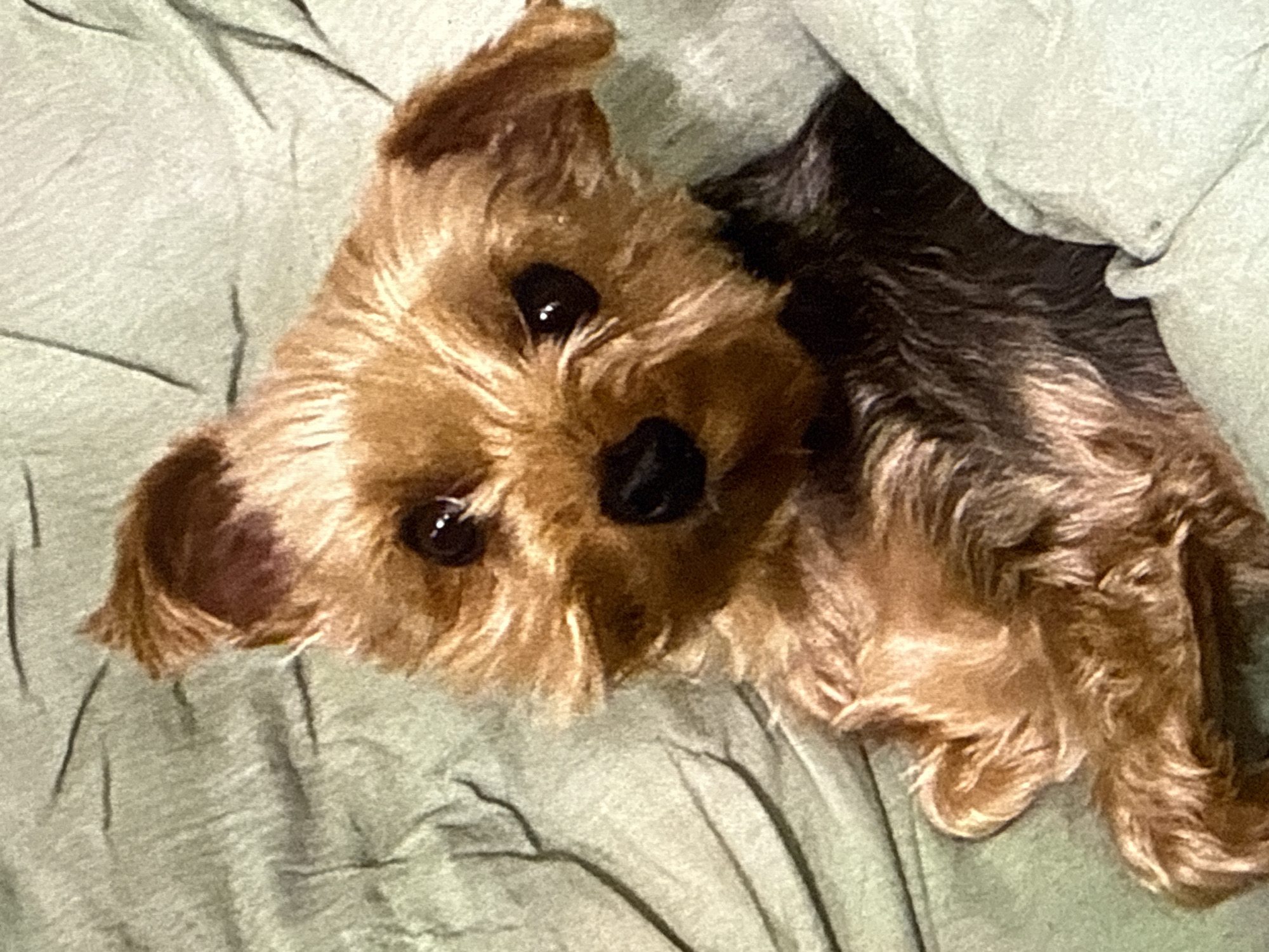 This image depicts a Yorkshire Terrier, a domestic canid, positioned on a light green textile surface. The dog's fur displays a characteristic bi-color pattern of tan on the head and limbs, transitioning to dark brown or black on the torso. Its head is slightly tilted, with both ears erect and pointed forward. The animal's dark, spherical eyes are directed towards the camera, and its muzzle, including the nose, is dark. The textile surface, likely bedding or a blanket, exhibits multiple folds and creases, indicating a soft material. The scene is set indoors, within the city of Kyiv, Ukraine.